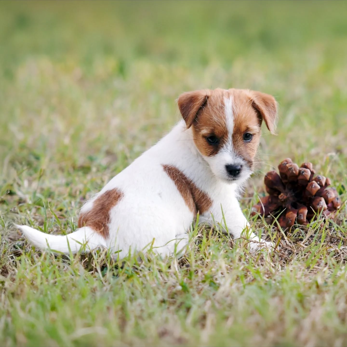 Playtime!? 🐶🫶
.
.
.
.
#ivynookkennel #jackrussellpuppy #jackrussellterrier #jackrussellterrierpuppy #jrtpuppy