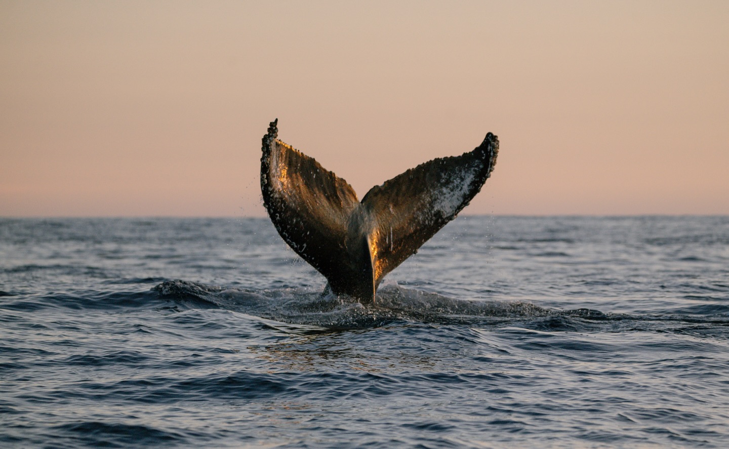 ¿Te has fijado en los colores de la cola de una ballena jorobada? 🔍
Cada aleta caudal es como una huella dactilar del mar: puede ser predominante blanca, casi toda negra, mitad y mitad, o tener manchas, puntos y contrastes inesperados. No hay dos iguales. Y justo en esa mezcla única de tonos y formas es donde ocurre la magia de la fotoidentificación. 📸🐋📂
¿Has visto algún patrón inusual en alguna de ellas?
— ENG —
Have you noticed the colors on a humpback whale’s tail? 🔍
Each tail fin is like a fingerprint of the sea: it can be predominantly white, almost entirely black, half and half, or have unexpected spots, dots, and contrasts. No two are alike. And it is precisely in this unique mixture of tones and shapes that the magic of photo identification occurs. 📸🐋📂
Have you seen any unusual patterns in any of them?
-
-
-
-
-
ballenas jorobadas, avistamiento responsable, los cabos, baja california sur, temporada de ballenas, vida marina, conservación oceánica, proyecto cetáceo, cantos de ballena, breaching, aletas de ballena, naturaleza salvaje, encuentros marinos, migración, océano pacífico, avistamiento de ballenas, los cabos ballenas, los cabos 2026