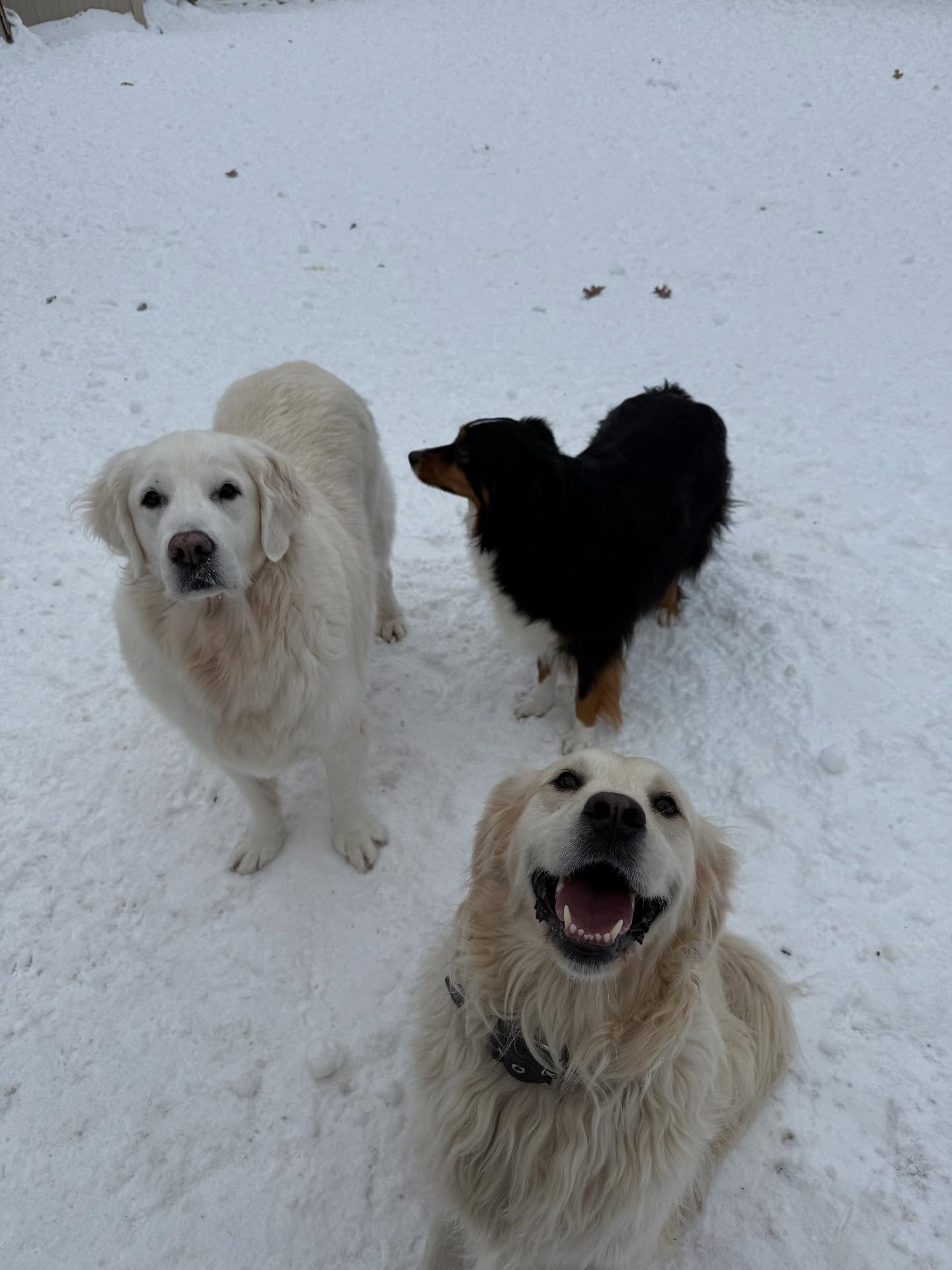 A few of our daycare having a blast in the snow☃️🐾