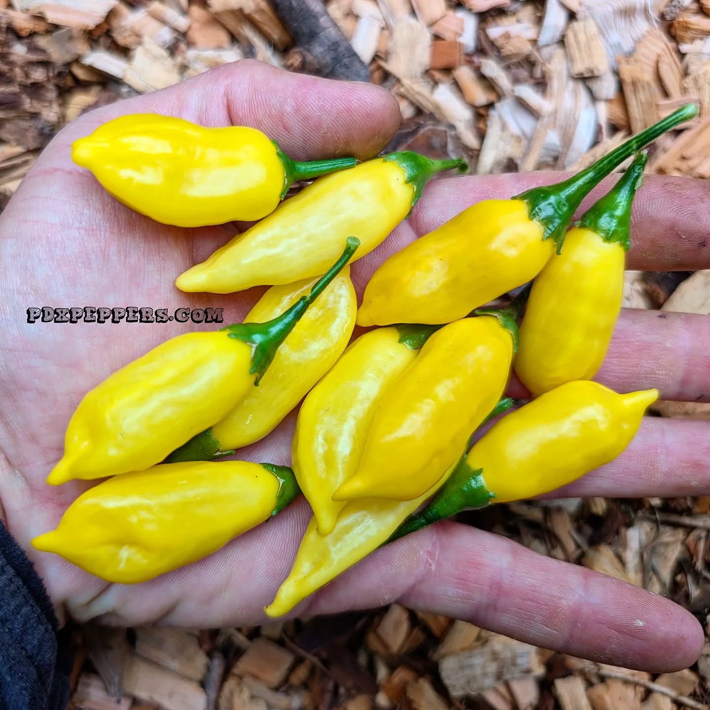 You know what day it is 🖤 🍟 🌄