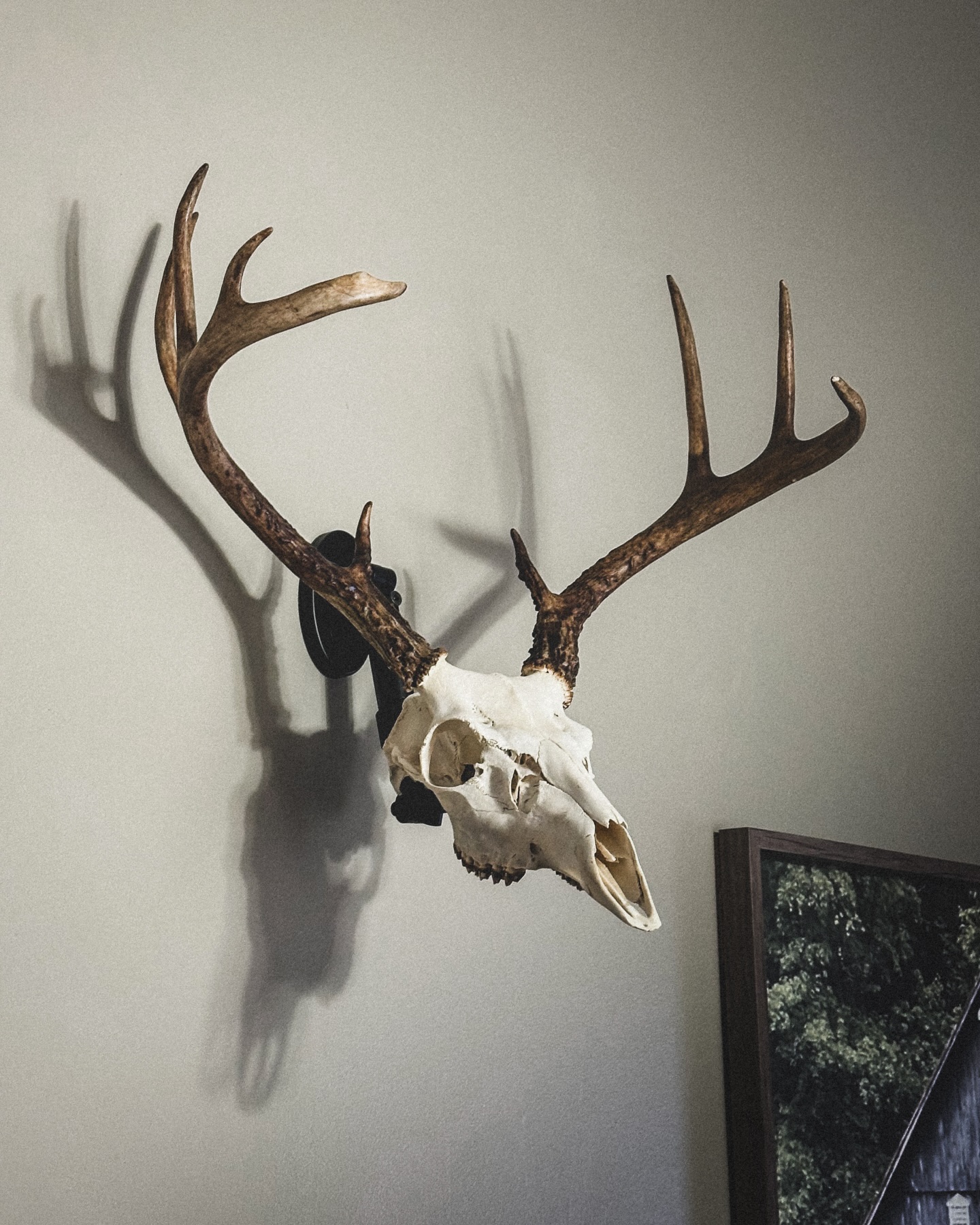 Clyde Davis sent us a pic of his TN buck mounted with our UX1 system. Love this downward angle take with the telescopic arm Clyde!
.
.
.
#uroadx #euromount #europeanskullmount