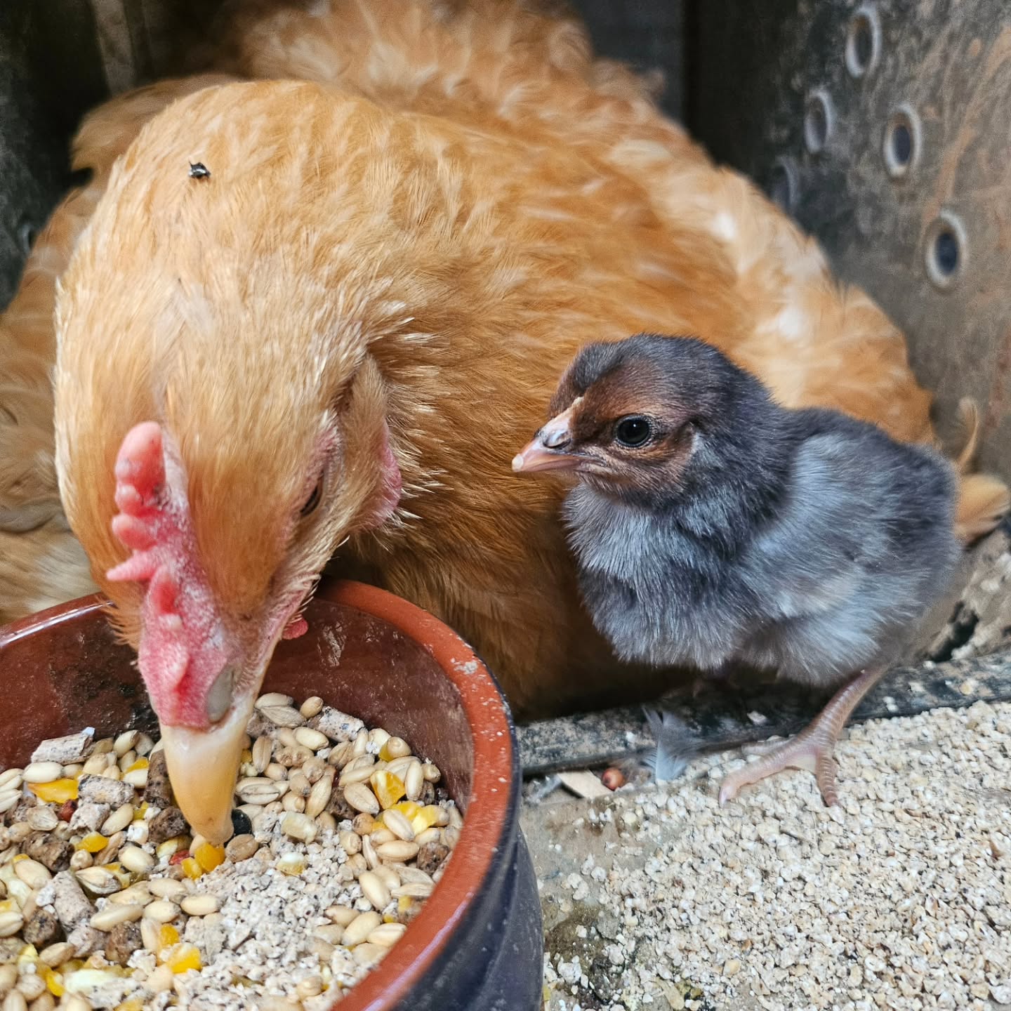The most wonderful news!! Penny, our stunning Cochin, has had her first egg hatch🥹we've had a few chick's here lately, but this tiny little dot is the first ever thats hatched here on our farm🥰 there are still a few eggs under Penny, fingers crossed🤞
.
.
.
#farmliving #farmlife #farming
#mindfulliving #simplepleasures #cottagegarden #camdennsw #farmgirl #farmtotable #gorgeousfarm #beautifulfarmhouse #Cochin #chicken #chick #chickens #chicks