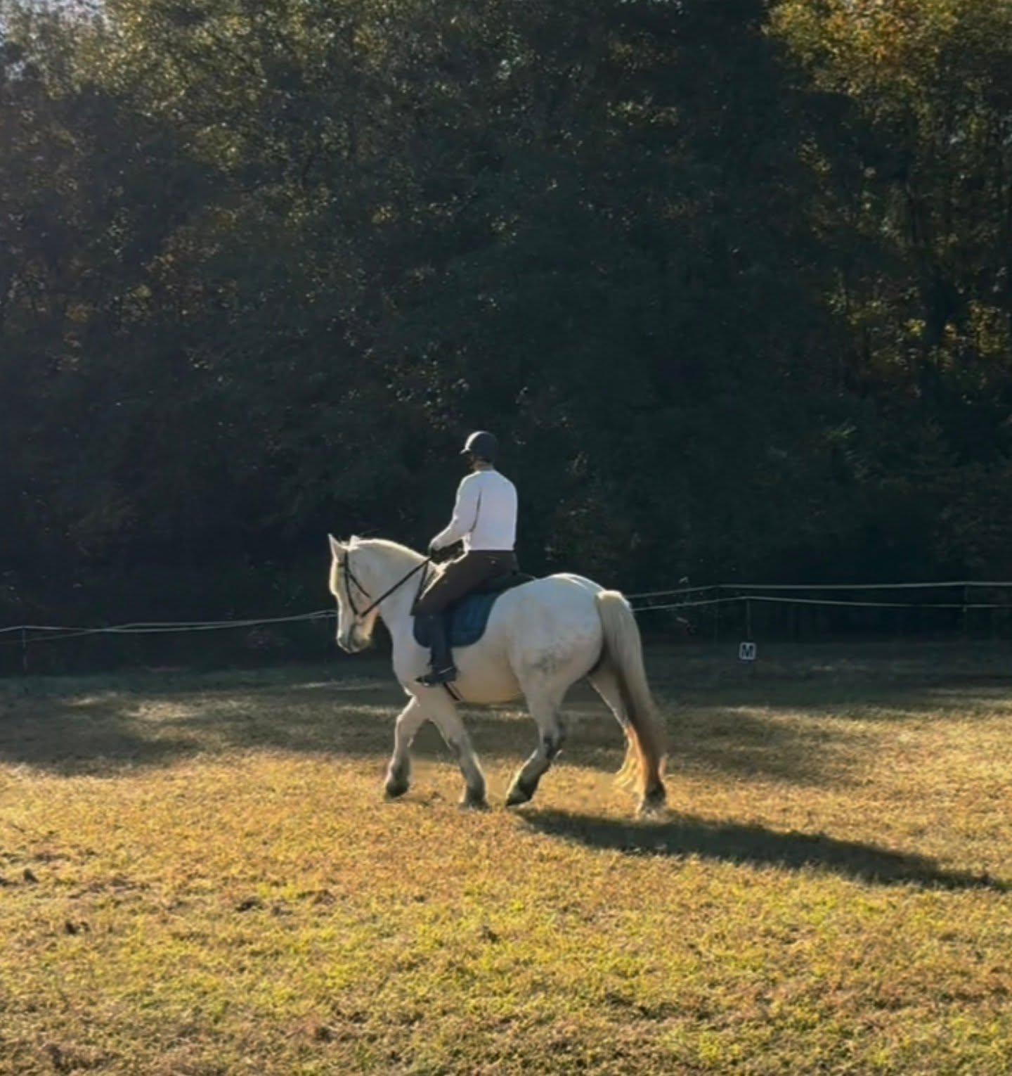 My thick boy moving in lightness ❤️ heavy horses can be light on their feet too 😊