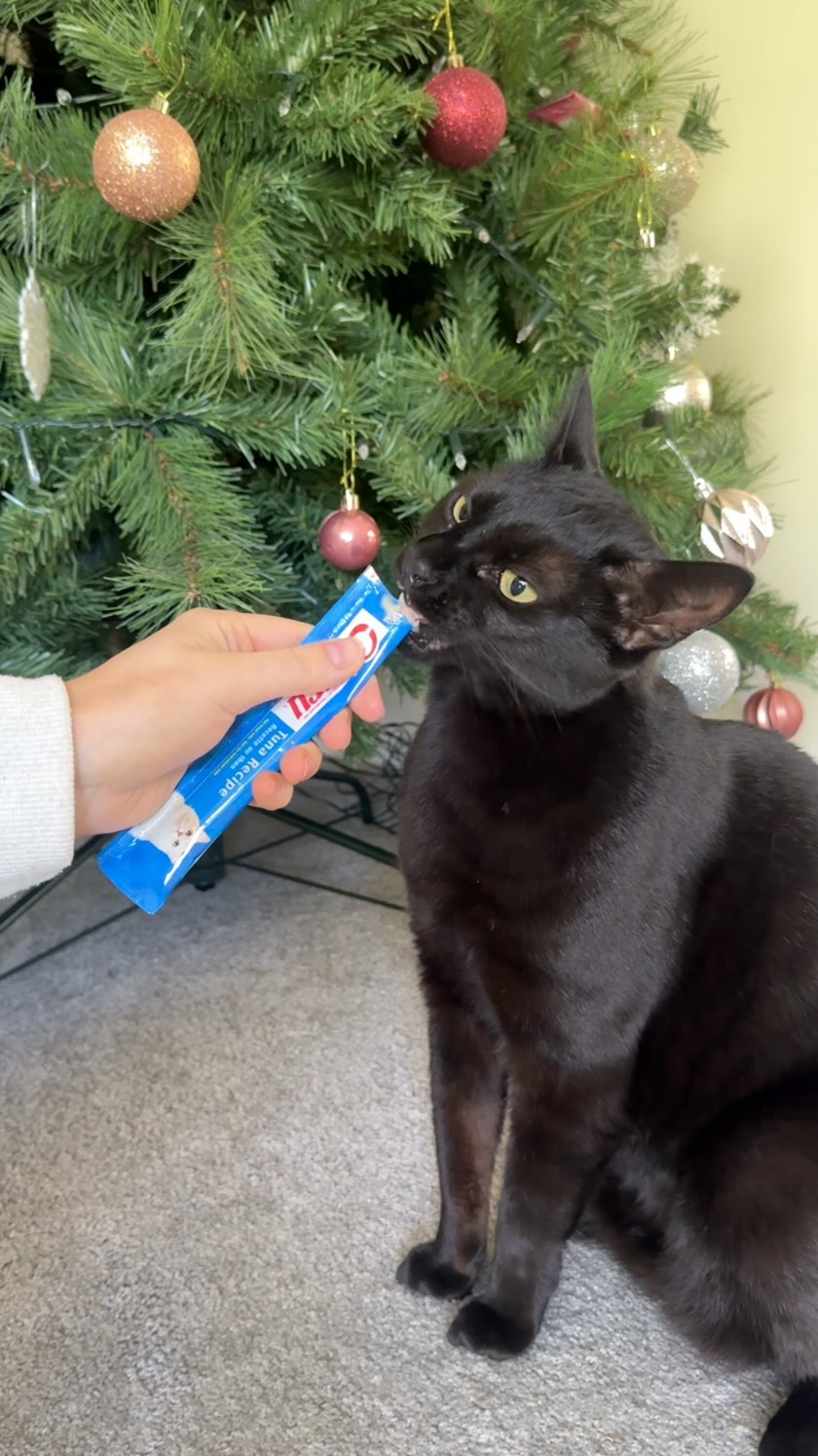 đŸ Kala loves Christmas time!
Warning: this may cause cats to attack the Christmas tree đ€
#KalaAtChristmas #CatmasChaos #ChuruChristmas