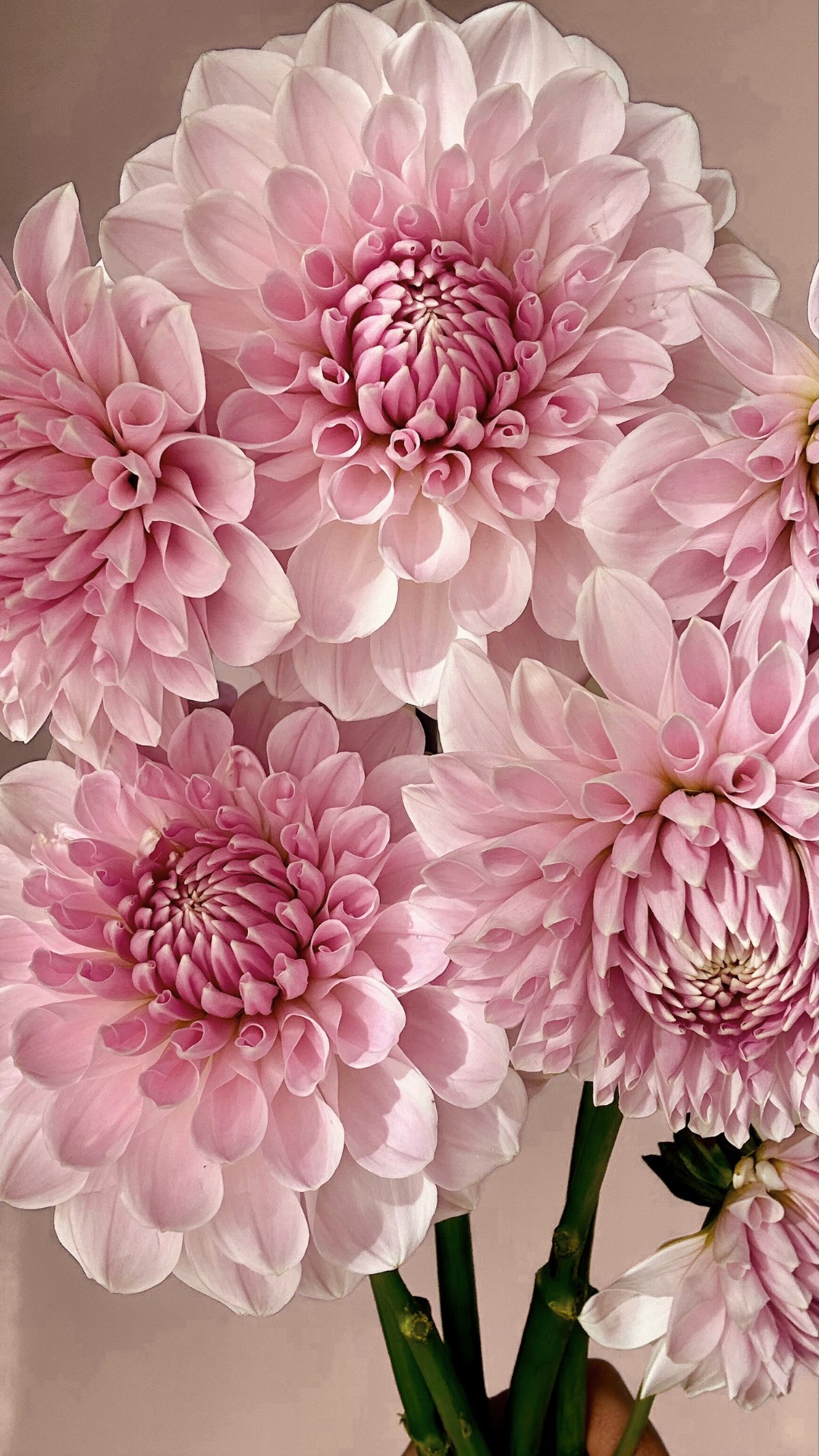 Lakeview Premier 💕en vacker dekorativdahlia i en mix av blekt blush/lavendellila toner som under säsongens slut går mer mot rosa här hos oss. I videon ser man de olika skiftningarna. Producerar mängder med underbara blommor hela säsongen! Just nu har små skott kommit upp här i odlingsrummet och vi är så peppade på att börja ta sticklingar av henne 😍
Lakeview Premier 💕a beautiful decorative dahlia in a mix of pale blush/lavender tones that towards the end of the season leans more towards pink here where we grow. In the video you can see the different shades. Produces lots of wonderful flowers all season long! Right now small shoots have come up here in the grow room and we are so excited to start taking cuttings from her 😍
#storiesandcreations #dahliadesire #uniquedahlias #dahlia #dahliafever #dahliaheaven #snittblommor #slowflowers #närodlat #dahliaheaven #blomsterisäsong #enköping #dahliasommar #dahliasofinstagram #flowerfarm #dahliaseason #dahlialove #unicorndahlia #lakeviewpremier