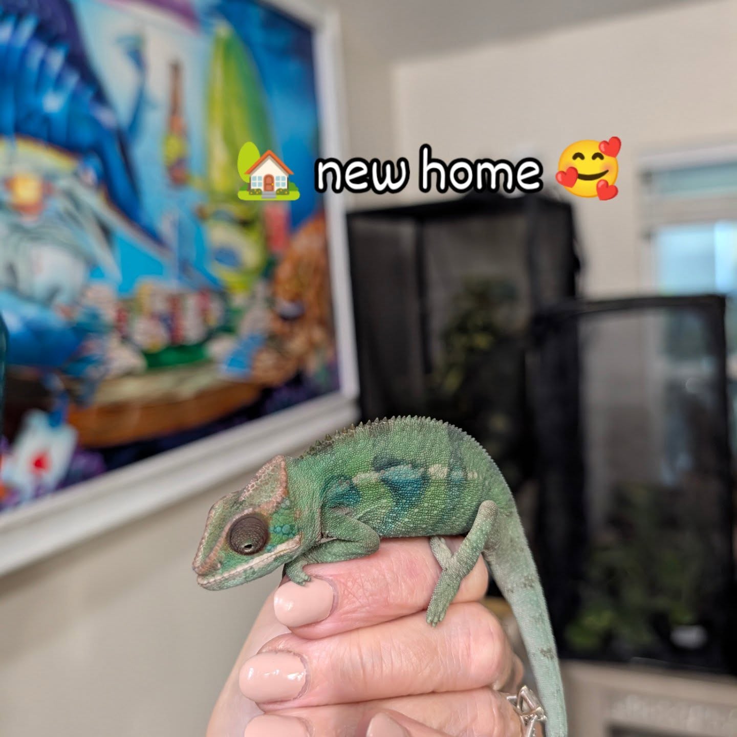 This little guy went to his forever home. Can't wait to see him grow! Born to blend, built to stand out. 💚