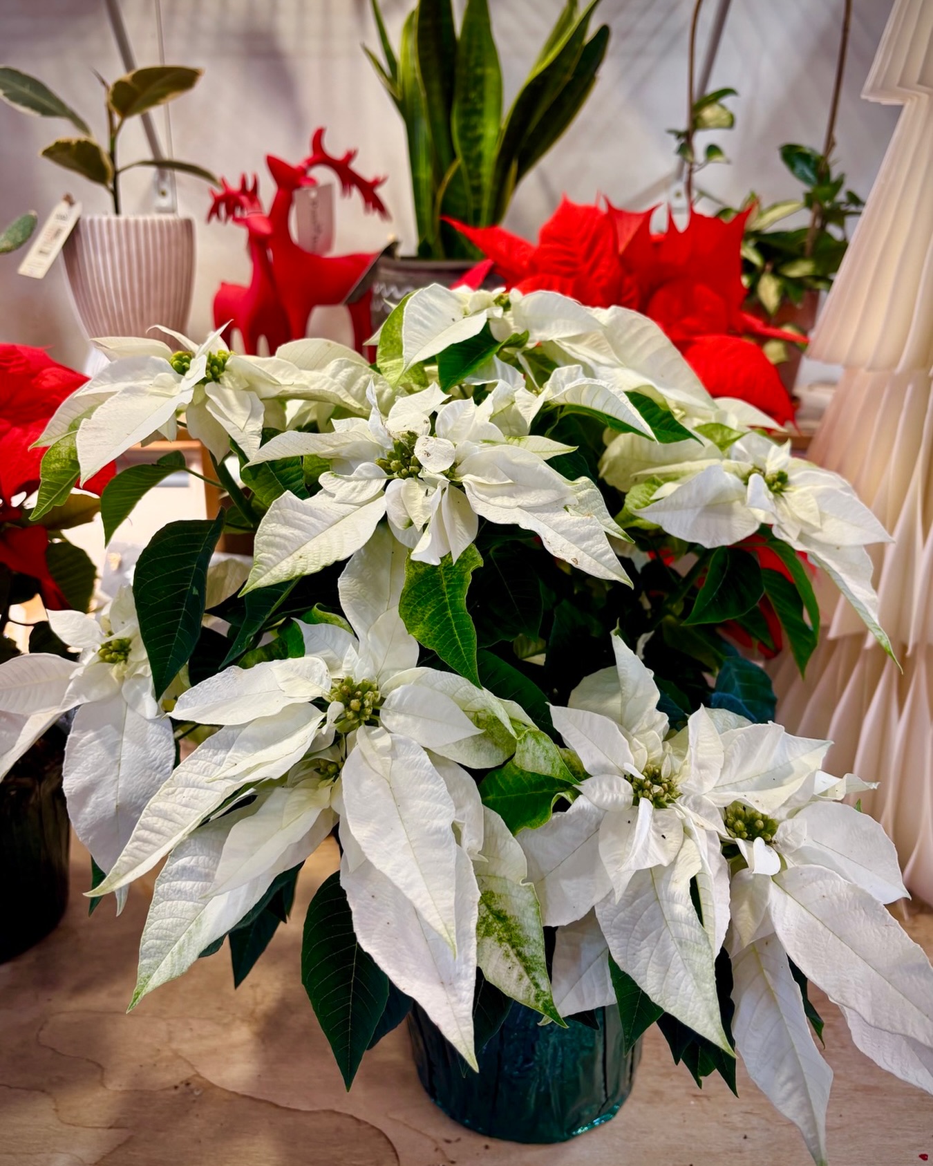 Still a few white poinsettias in stock. Need it delivered? Free delivery to any Grenada business next week.