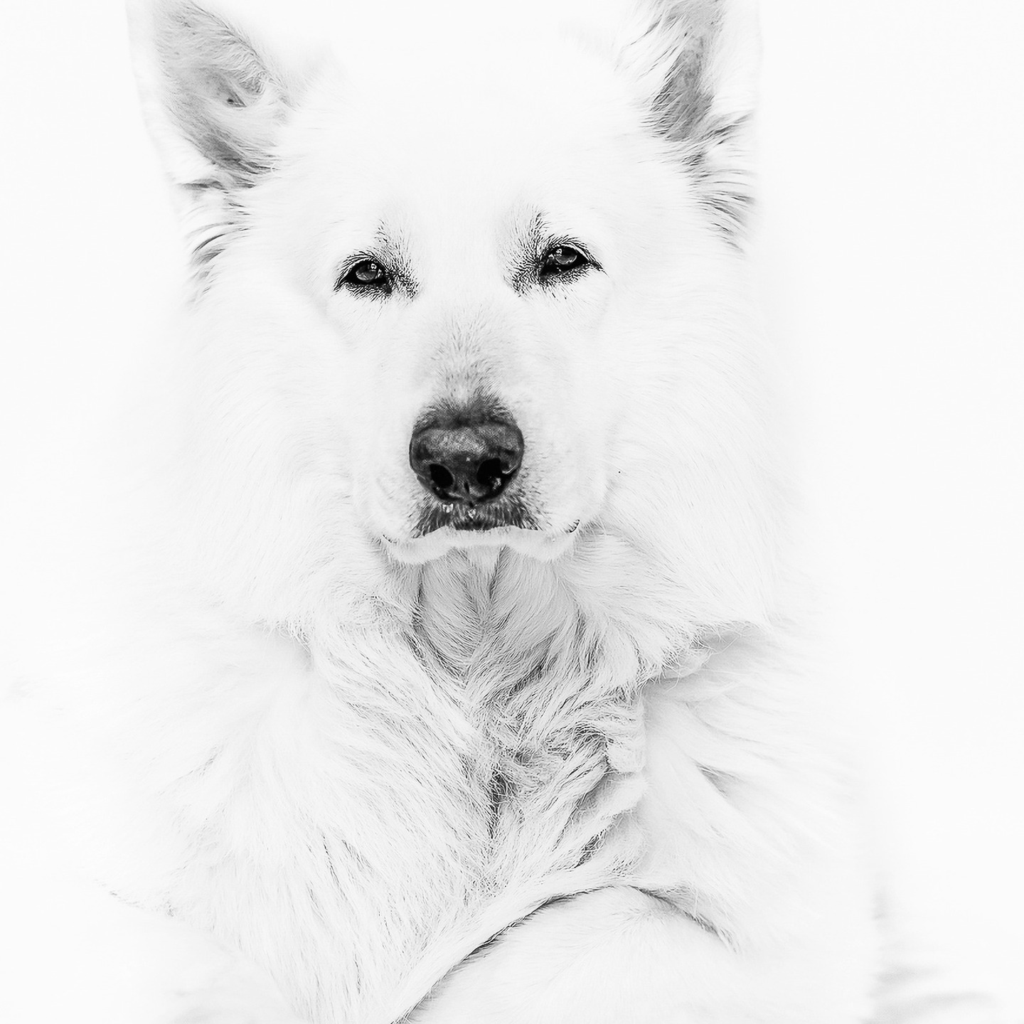 Zijn het je ogen, is het je blaf?
Zijn het de kroeltjes, die je me geeft als ik weer bij je ben?
Zijn het je ogen, is het je vacht?
Zijn het die dingen waarom ik jou niet kan missen?
Voor geen dag.......
vrij vertaald refrein van Koos Alberts..
#zwitsersewitteherder #ogen #witteherder #hondenportret #inspiredbybandhuhondenfotografie #bandhuofshadasa