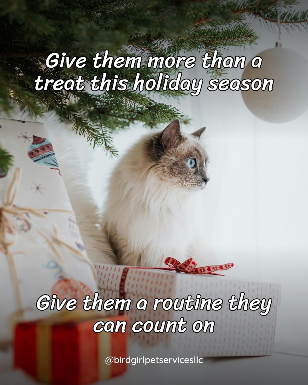 Holiday season on Long Island hits like a tidal wave — extra shifts, school concerts, late-night shopping, nonstop driving… and meanwhile your exotic pets and cats still need the same calm, consistent care they always do.
Let me make that part easy. 💚
Here’s what’s still open for December:
🦜 Several spots for a large or medium sized birds, reptiles and small mammals (Dec 5–14)
🎁 Two final spots for one for a large bird and the other for a small reptile/guinea pig during Christmas week
🚗 Dec 1–23: Drop-in visits for those marathon workdays when getting home on time just isn’t happening
Peace of mind is the best gift you can give yourself this season. Send a message or use the link in my bio to lock in your reservation.