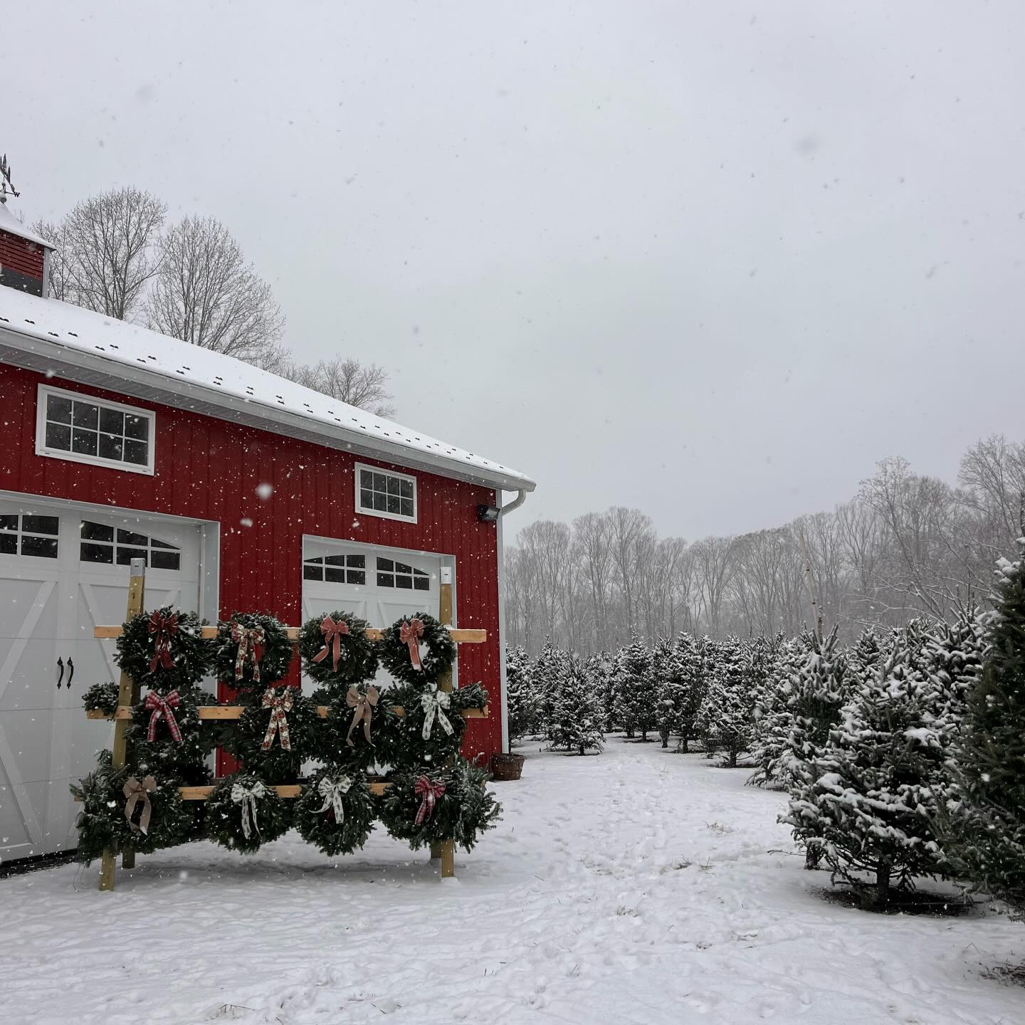 Our new shipment of trees arrived YESTERDAY and brought the snow! ❄️ We are loving the winter wonderland our farm has turned into!
The new trees were cut this week and we can’t be more excited that we have the freshest trees around! Take a look at how FULL and beautiful these Fraser and now Douglas Firs are! 🌲
We are open until 5 pm today and will be open from 9-5 Saturday and Sunday! The Cocoa Cabin is serving fresh hot chocolate, coffee and cider! ☕️
Santa is coming tomorrow and Sunday from 10 to 2 so don’t miss your chance for free admission to meet Santa! 🎅
We can’t wait for you to come visit the farm!! 🌲✨❤️
#christmastreefarm #southernmaryland #maryland #marylandchristmas #marylandchristmastreefarm