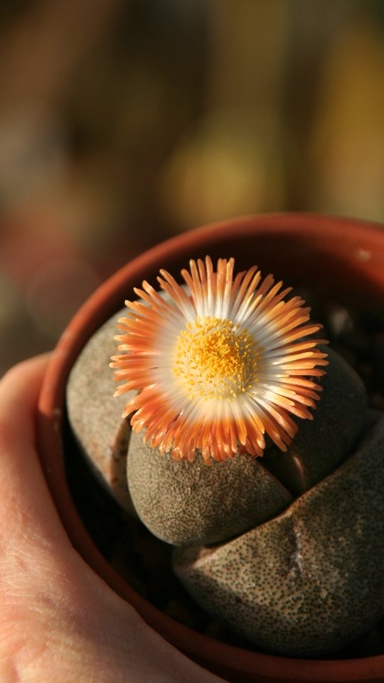 Lithops zu gießen ist eine kleine Kunst – weniger ist hier definitiv mehr. Die „Lebenden Steine“ speichern extrem viel Wasser und reagieren empfindlich auf Überwässerung. Während ihres Wachstums im Sommer kannst du sie sparsam wässern, sobald das Substrat komplett trocken ist. In der Ruhephase und besonders während der Blattneubildung im Winter gilt: nicht gießen! Die alten Blätter versorgen die neuen vollständig mit Feuchtigkeit. Erst wenn die alten Hüllen vollständig vertrocknet sind, darf wieder ein kleiner Schluck kommen. Mit der richtigen Gießroutine bleiben deine Lithops kompakt, gesund und wunderschön. 🌿🌞
#lithops #livingstones #succulentscare #wenigeristmehr #sukkulentenpflege #rareplants #pflanzenwissen #succulentaddict#kaktusgaertnerei