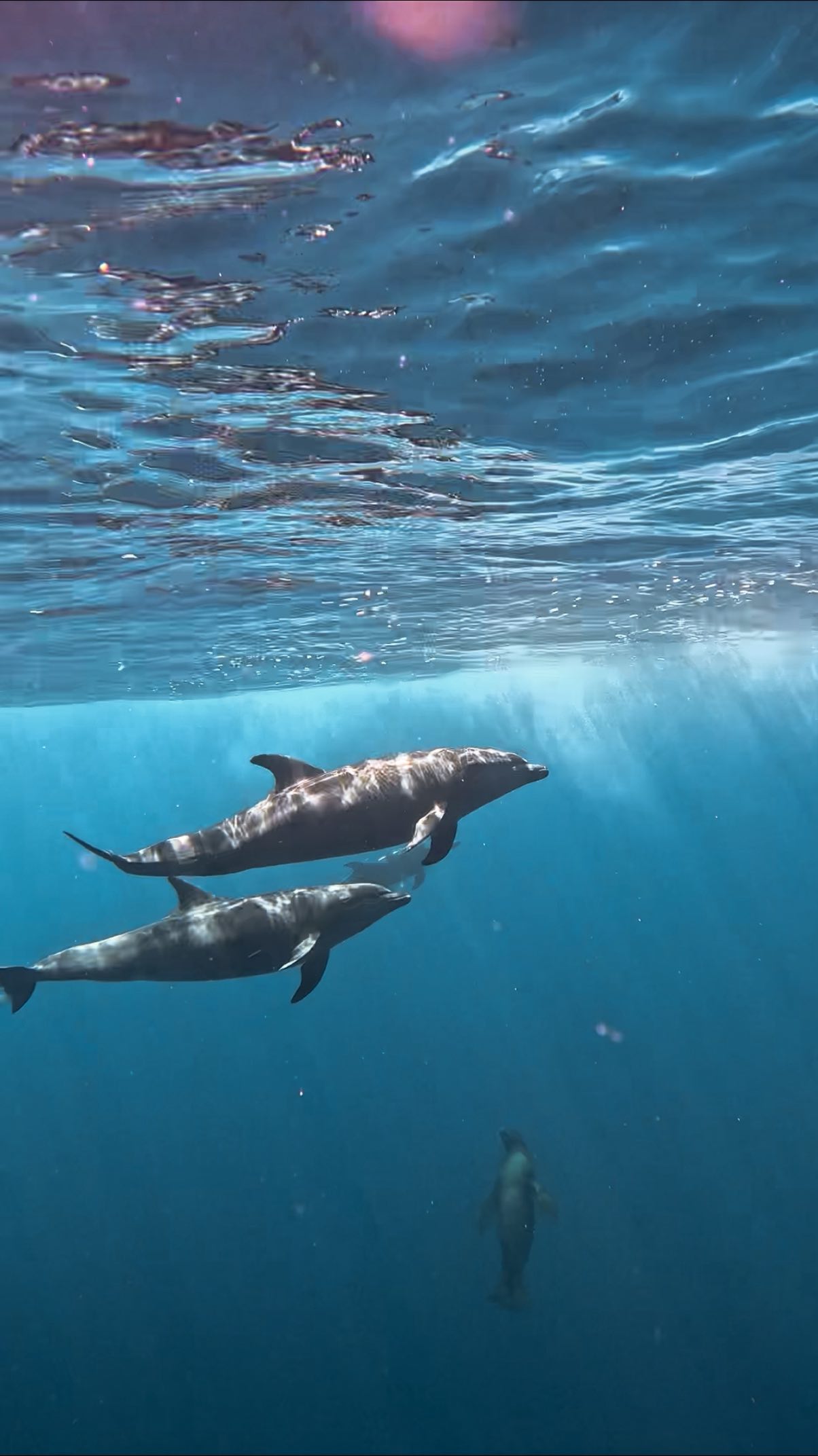 Y entre todos los delfines en el mar, volvería a escogerte a ti 🩵
Increíble encuentro con un lobo marino de California y un delfín nariz de botella jugando.
#wildlife #marinesafari #laventana