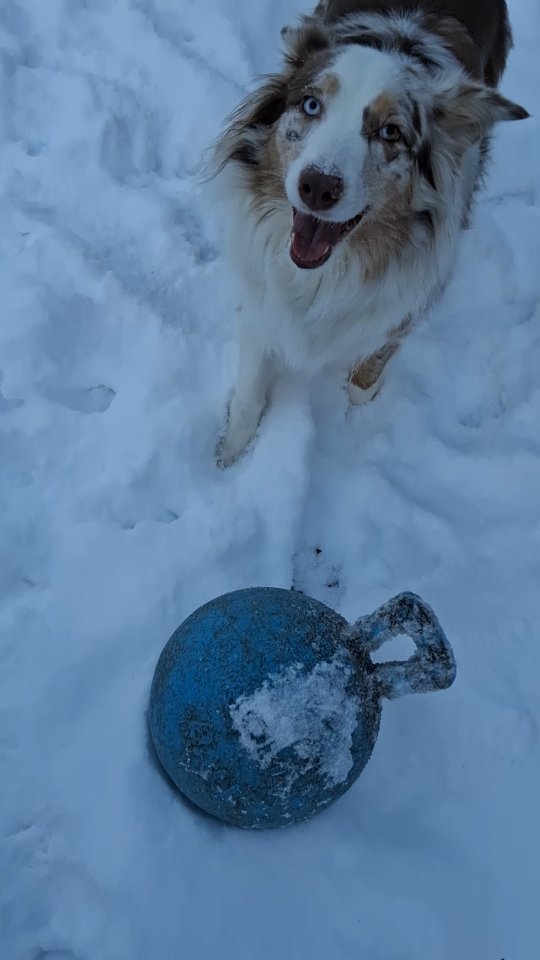 It's ball time. 24/7. Even if you just have 5 minutes before your toes freeze off in 1 degree weather...... it's still ball time 🤪🐕🥎 Lily says "toss it mom, why you walking away from me and my ball?! It's ball time!"
#dogsofinstagram #adoptdontshop #mississippigirl #rescue #bordercollie #australianshepherd #aussie #dogs #maine #foreverhome #noharmfarm #winter #winterwinderland #snow
