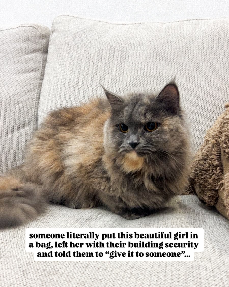 We need to find this beautiful cat a home/foster before Thursday 🩵
She’s so lovely and didn’t deserve what was done to her. She’ll hopefully find a much more caring family to spend her life with!
Please share her story or DM us if you’re interested in fostering/adopting her 🙏🏼
@mikesvetdxb
#adoptdontshop #catlove #catlovers