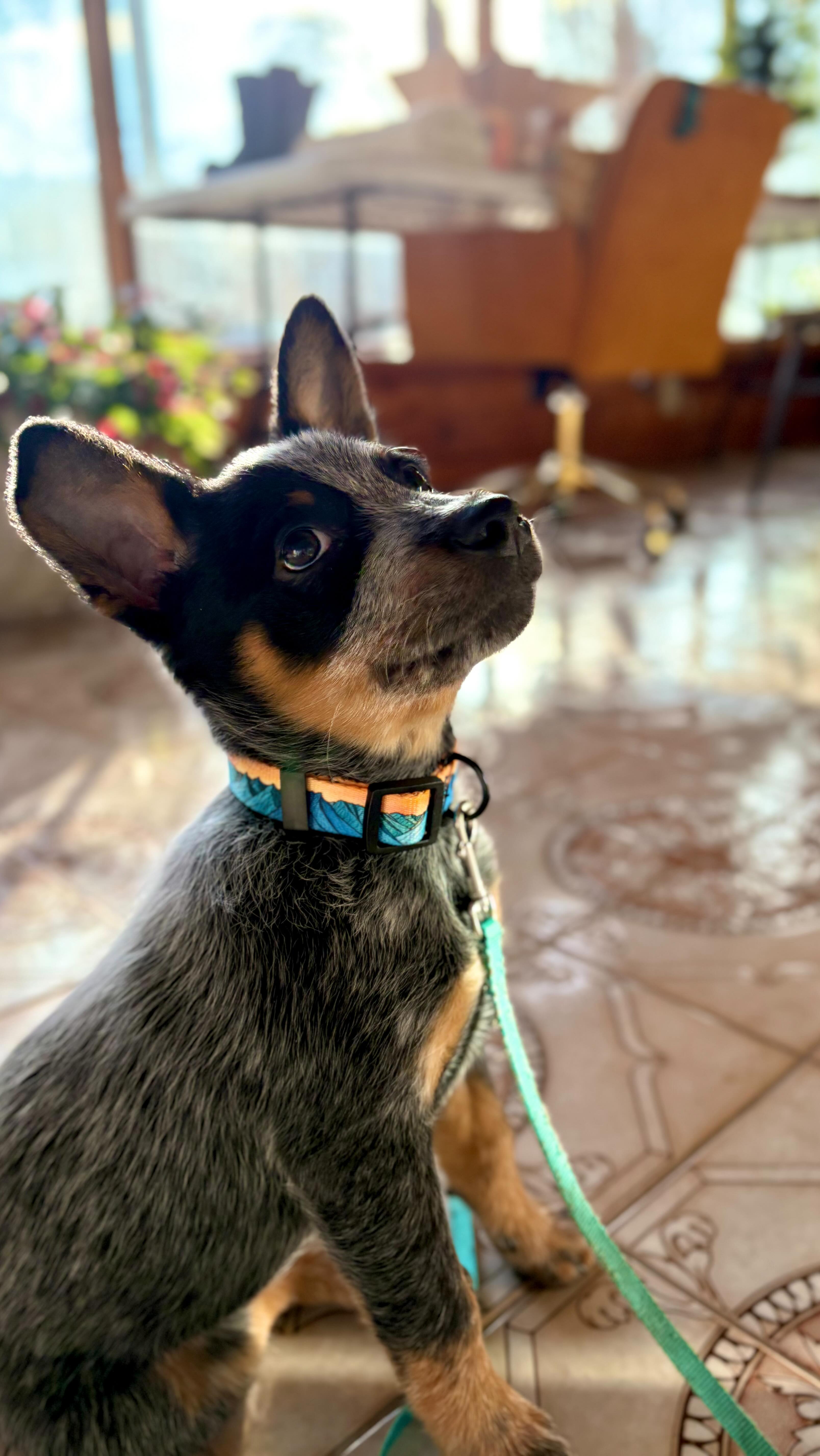 When I made the design I didn’t know what kind of dog I wanted, all I knew was that I’d train him to adventure with me as much as possible. Today he got introduced to my bike. There’s a lot of downsides to 50 degree temps in December but training a puppy is not one of them.
#dogcollars #adventuredog #blueheelerpuppy #australiancattledogs #madeinidaho
