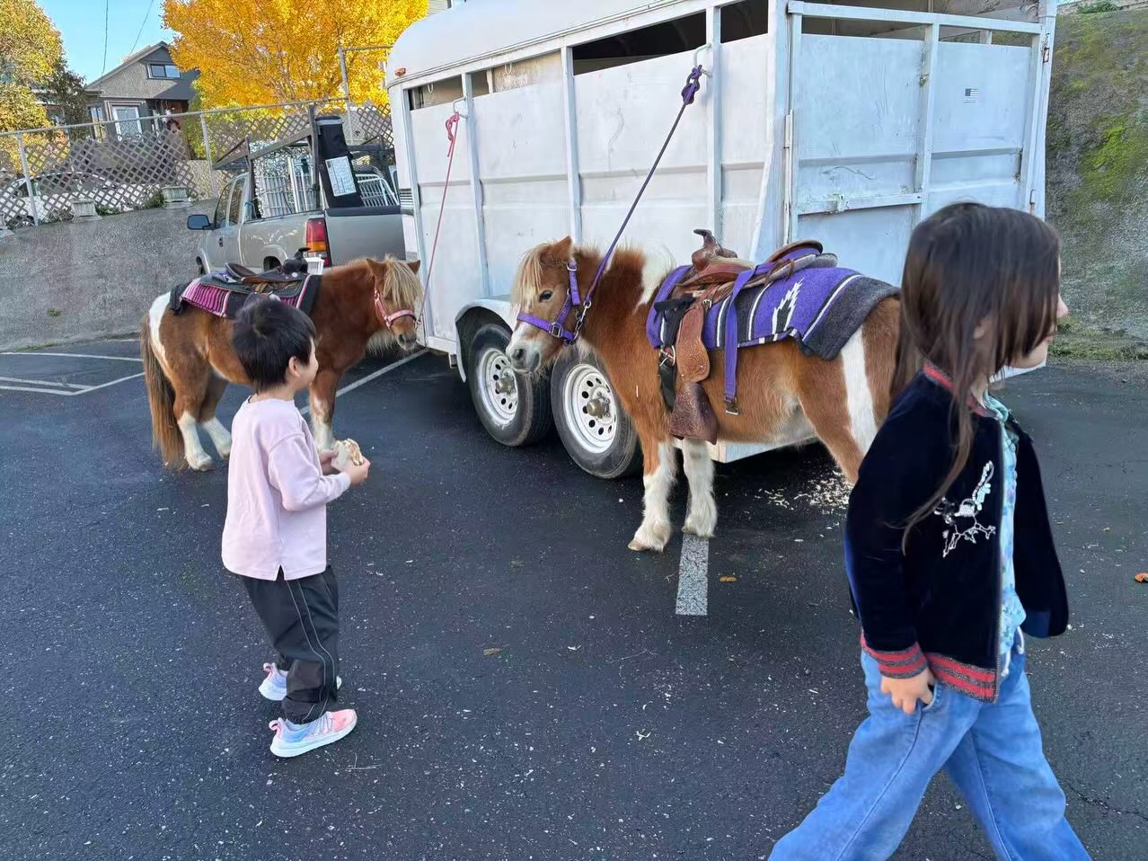 Every week we go on a field trip, but this week’s field trip came to us! Two ponies and multiple chickens, ducks, bunnies, goats and even a baby boar settled into our school yard to deliver birthday wishes to a couple of students and joy to our whole student community! Little ones took turns riding on the ponies; everyone went into the petting zoo for gentle petting and hay feeding. A good time was had by all in this joyous season 🤗 #sanfrancisco #chineseimmersion #chineseimmersionschool #sanfranciscoschools