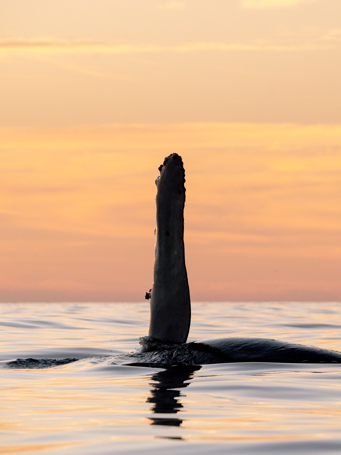 ¡Falta así, un día para el inicio oficial! ☝🏼🐋
Esperamos para ver el océano vuelve a llenarse de aletas, cantos y encuentros únicos. ¡Seguro no somos los únicos emocionados aquí!
Reserva con anticipación y acompáñanos en salidas durante toda la temporada. 📩 ¡Agenda tu fecha!
— ENG —
Only one day left until activities officially begin! ☝🏼🐋
We can’t wait to see the ocean fill up again with fins, songs, and unique encounters. We’re sure we’re not the only ones excited here!
Book in advance and join us on outings throughout the season. 📩 Book your date!
-
-
-
-
-
ballenas jorobadas, avistamiento responsable, los cabos, baja california sur, temporada de ballenas, vida marina, conservación oceánica, proyecto cetáceo, cantos de ballena, breaching, aletas de ballena, naturaleza salvaje, encuentros marinos, migración, océano pacífico, avistamiento de ballenas, los cabos ballenas, los cabos 2026