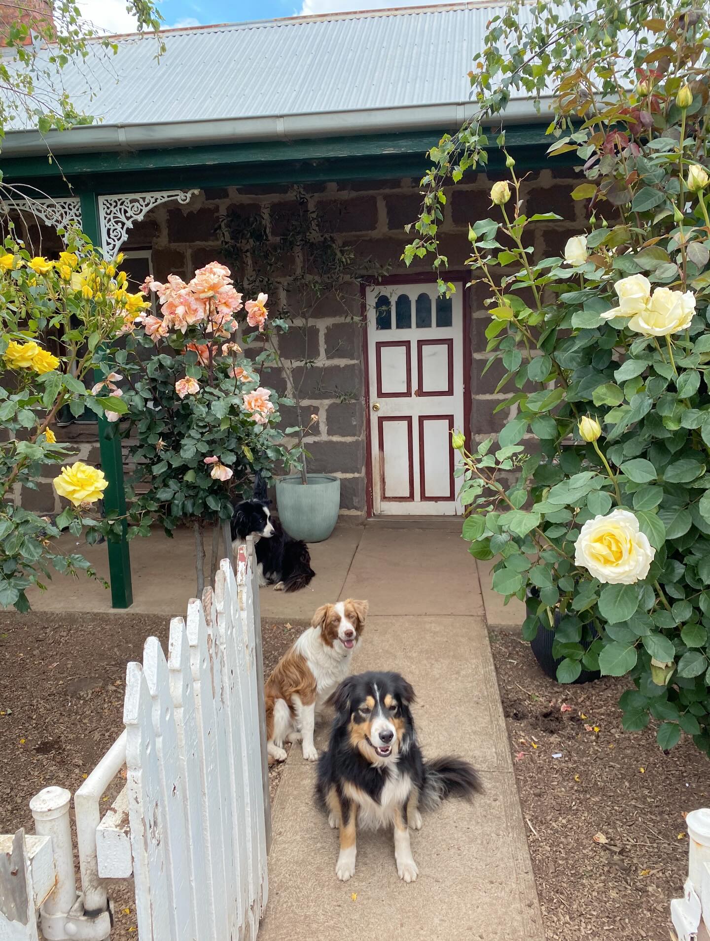 FUN FACT FRIDAY 🍀✨
Where does the name Clover Interiors come from??
Nearly 5 years ago my family and I moved to a beautiful property in the Macedon Ranges with a gorgeous little 155 year old bluestone cottage on it.
We fell in love with it at first sight! We had found a 4 leaf clover in our previous home and carried it in our pocket the first time we visited this property as a token of good luck. The clover is also symbolic to us having 4 daughters, each leaf of the clover a love heart shape representing each child.
So hence, we named the property Clover Cottage Farm. I wanted that good luck and sentimentality to flow through to my business, and so Clover Interiors was born!
🫶🏼 A cute little photobomb from our 3 border collies - Misty, Maggie and Bailey 🤍