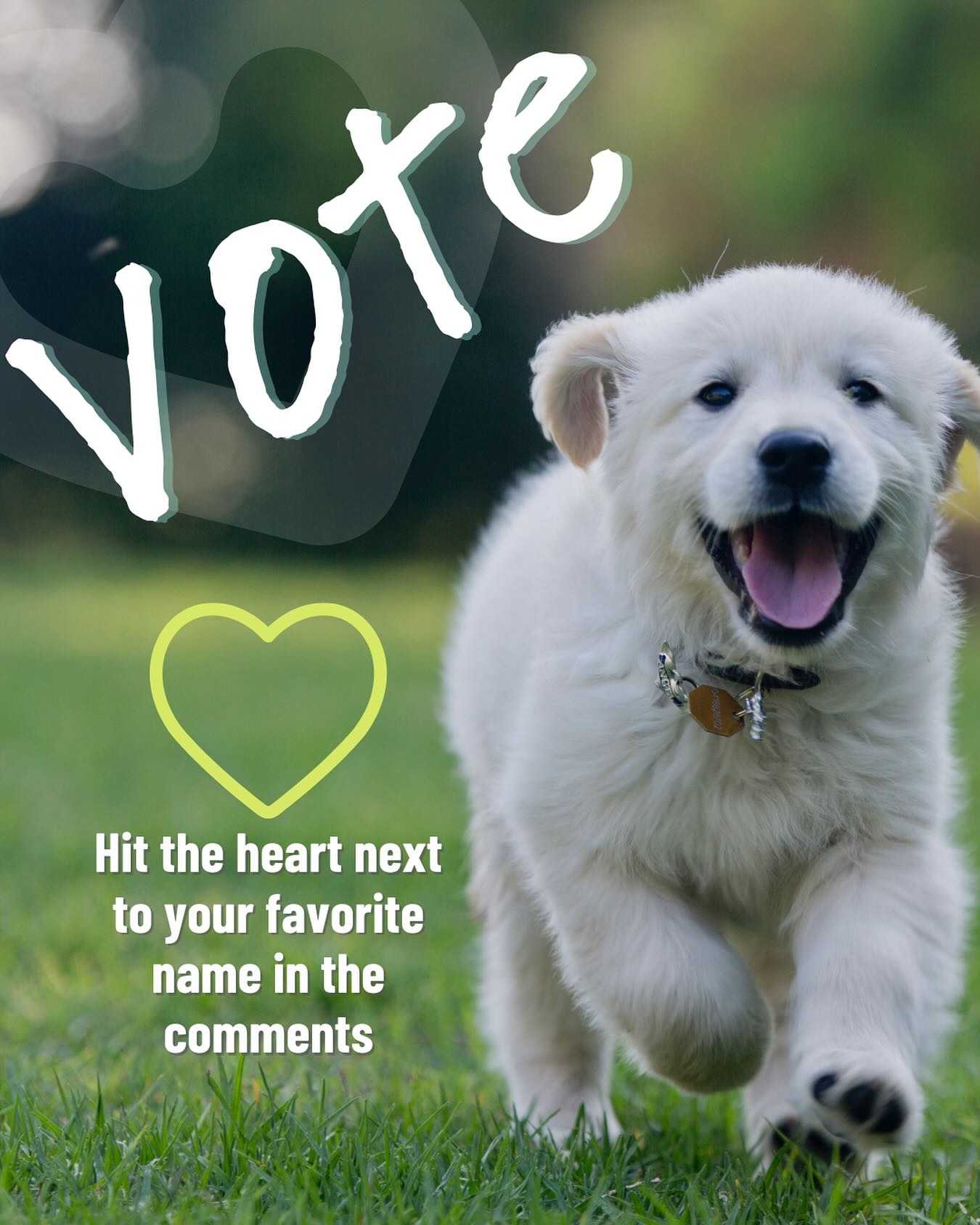 >> VOTING has ended.
Help us choose the name of our next Good Dog! in training.
Tap the ❤️ (heart) next to your favorite name in the comments to vote. IMPORTANT ⚠️ Please do NOT add any new comments to the thread - added comments will be deleted so we can accurately track votes. 🙏🏻✨
Vote for as many as you like!
Voting closes December 12 — every vote counts!