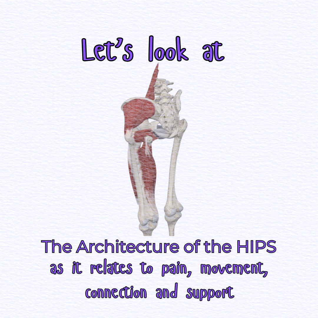 The hips are a ball and socket joint. Integral to the stability of the pelvis, health of the lower back, knees and feet. They help transfer loads from the upper to the lower body through their connection to the pelvis.
In this carousel we explore:
🦴 The bony structure of the hip
🧠 The ball-and-socket joint design
💪 Key structures that support, stabilize and connect
🧩 Pain, Longevity and Connection-What matters!
🔍 What you can do for Hip Health
As you swipe through, see if you can:
– Visualize your own hip joint in everyday movements
– Notice where you feel supported vs “stuck”
– Get curious about gradual strength and mobility rather than chasing extremes
Your hips don’t need to be more "open"
They need:
✅ Clear movement plans that have you moving in all planes of motion
✅ Unilateral (one side) and bilateral (both sides) stability and strength-based movements.
✅ A smart comprehensive practice that integrates the surrounding structures for longevity and ease.
✨ Tell me in the comments:
What does your body call this season – more hip strength, more stability on one side, length and mobility for everyday ease of motion?
{ Hip anatomy, hip mobility, single leg balances, strength training for the hips, hip stretch, Warrior pose, pelvic floor, pelvic floor health}
#hip #hipanatomy #hipmobility #singlelegsquat #singlelegbalance #hipstretches #pelvicfloor #pelvicfloorexercise #warriorpose #mobility #anatomy #movement #yogalife #yogateachertraining #yogabangalore #yogalondon #yogabrasília