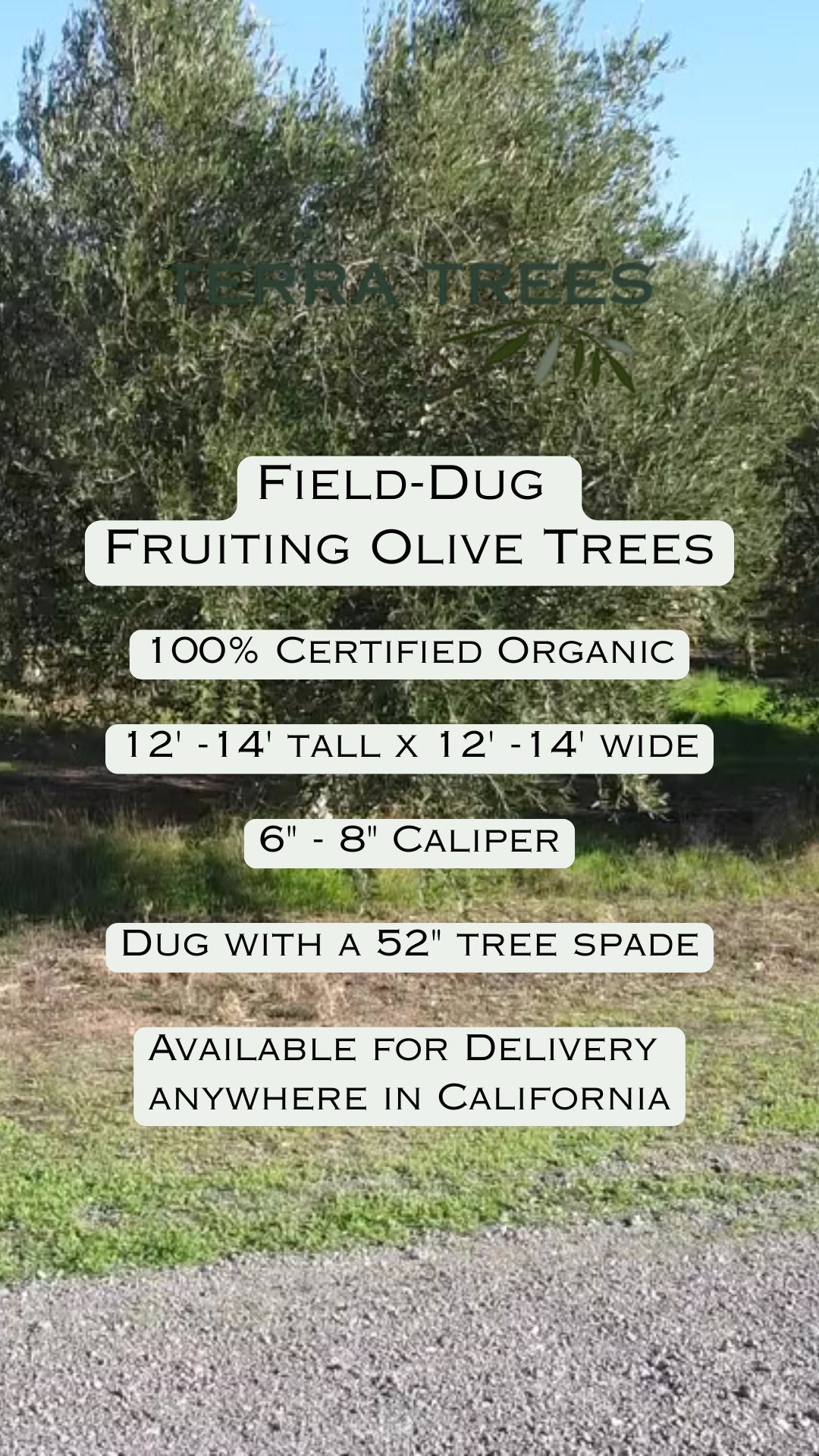 Field-Dug Certified Organic Fruiting Olive Trees available for delivery anywhere in California. We also have a beautiful selection of Fruitless Olive trees. Check out our website for more info at www.terratrees.com
#olivetrees #landscape #winecountrygardens #maturetrees #oliveoil #field-dug-trees#fruitlessolives #Ascolano #Picual #Taggiasca #Frantoio #Coratina #Leccino #Pendolino
#Landscapedesign #landscapearchitecture #gardendesign #ASLA #napavalley
