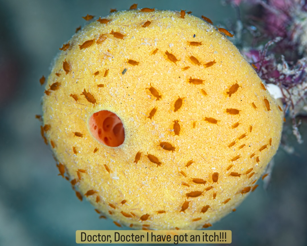 ๐ ๐๐จ๐๐ญ๐จ๐ซ, ๐โ๐ฏ๐ ๐๐จ๐ญ ๐๐ง ๐๐ญ๐๐ก ๐ ๐๐ฎ๐ฌ๐ญ ๐๐๐งโ๐ญ ๐๐๐ซ๐๐ญ๐๐ก!
Spotted mid-dive: one very uncomfortable yellow sponge covered head to toe in tiny orange isopods. We couldnโt help but think it looked like a case for the reefโs version of a dermatologist!
These little critters arenโt doing any harm โ theyโre just hitching a ride and feeding on tiny particles across the spongeโs surface. But stillโฆ imagine trying to relax while a hundred tiny feet are tickling you all day long!
Just another reminder that life on the reef can be beautiful, bizarre, and sometimes downright itchy.
๐ Havannah Harbour, Vanuatu
๐ธ John Warmington
๐๐๐๐ง ๐ญ๐จ ๐๐ข๐ฏ๐ ๐๐ง๐ ๐๐ข๐ง๐ ๐ง๐๐ฐ ๐๐ซ๐ข๐ญ๐ญ๐๐ซ๐ฌ?
Message or visit our webpage for more details at:
๐ฌ๐ฌ๐ฌ.๐๐ง๐๐ฉ๐ฉ๐๐ง๐จ๐ฅ๐ค๐ฉ๐ฉ๐๐ง.๐๐ค๐ข
Why not relax and spend a few days away โ dive and stay at Karma Waters Villa
๐ต๐๐๐ฝ๐://๐๐๐.๐ฎ๐ถ๐ฟ๐ฏ๐ป๐ฏ.๐ฐ๐ผ๐บ/๐ฟ๐ผ๐ผ๐บ๐/๐ญ๐ฏ๐ด๐ฏ๐ฑ๐ด๐ต๐ฑ๐ญ๐ญ๐ญ๐ฒ๐ณ๐ณ๐ญ๐ต
#VanuatuMoments #DiveVanuatu #UnderwaterPhotography #ReefHumour