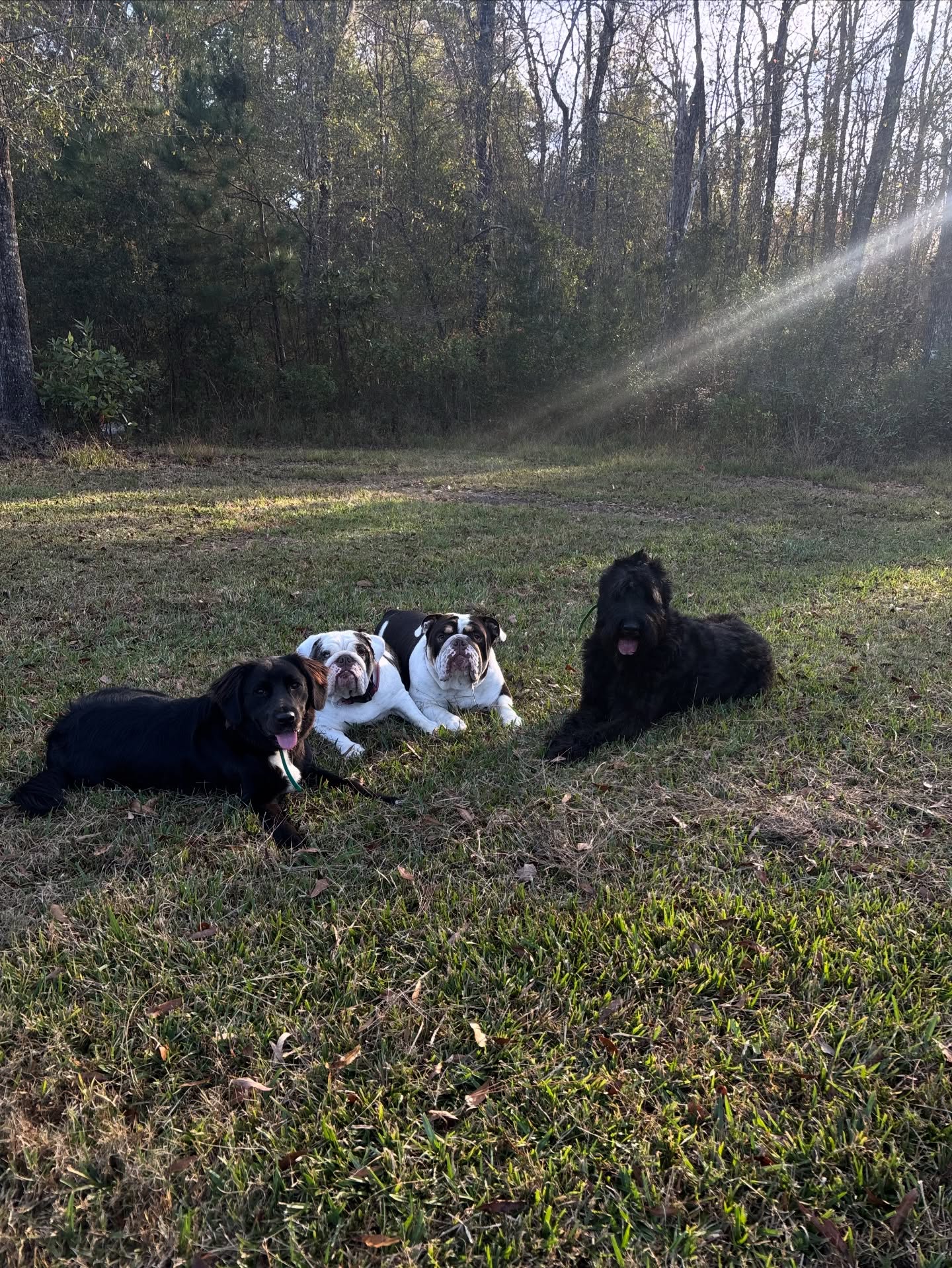 The goodest dogs being the goodest dogs.
They are simply the best!
What makes your dog the goodest? Drop an emoji that describes them! 👇
#HappyHounds #TheBestBoysAndGirls #GoodestDogs #DogLifeIsGood #PerfectPups #ChillVibes #TrainingInAction
