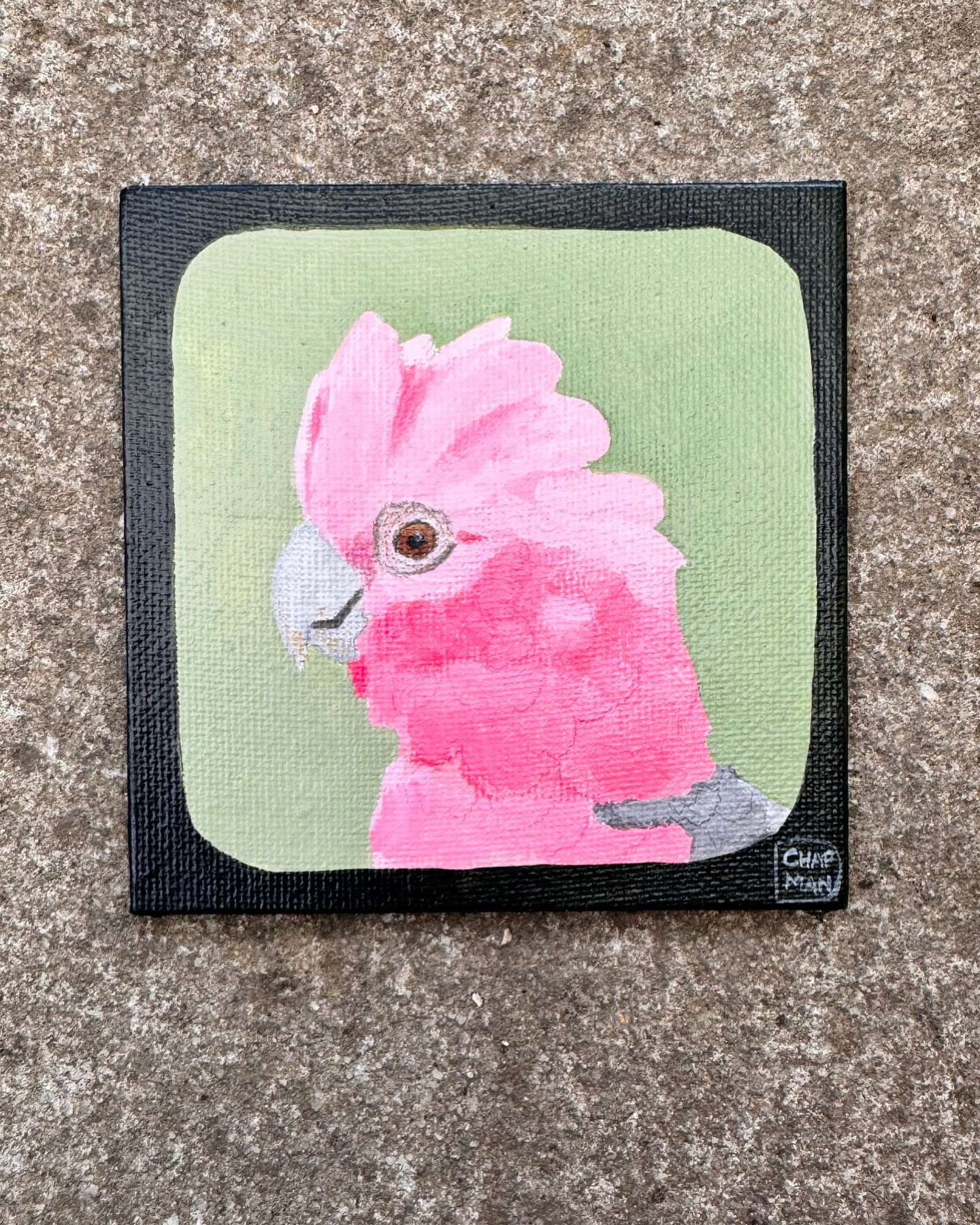 Little Galah 10cm x 10cm $60 includes post. DM me if you’d like to give him a home. 🩷 EDIT NOW SOLD THANKS SO MUCH 🩷