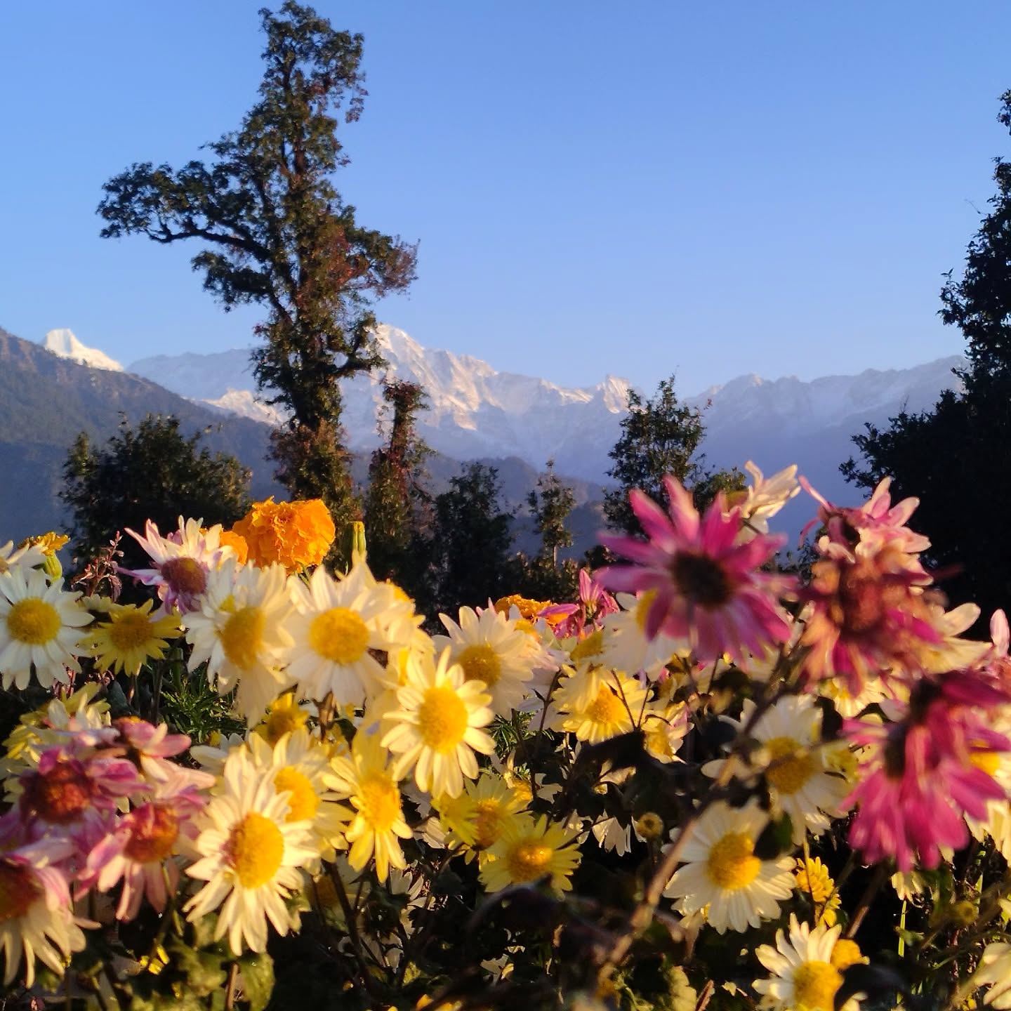 🌻
#himvanliti #himalayas #natureretreat #ecohome #sustainability #stay #kumaon #himalayas #beautiful #uttarakhand