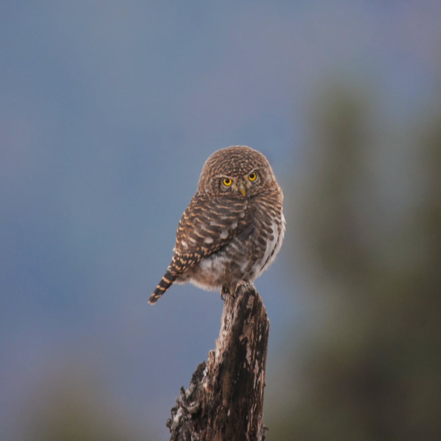 The Night’s Watchman in Daylight..
#spottedowlet #himvanliti #kumaon
#uttarakhand #himalayas #bird #owl #nature