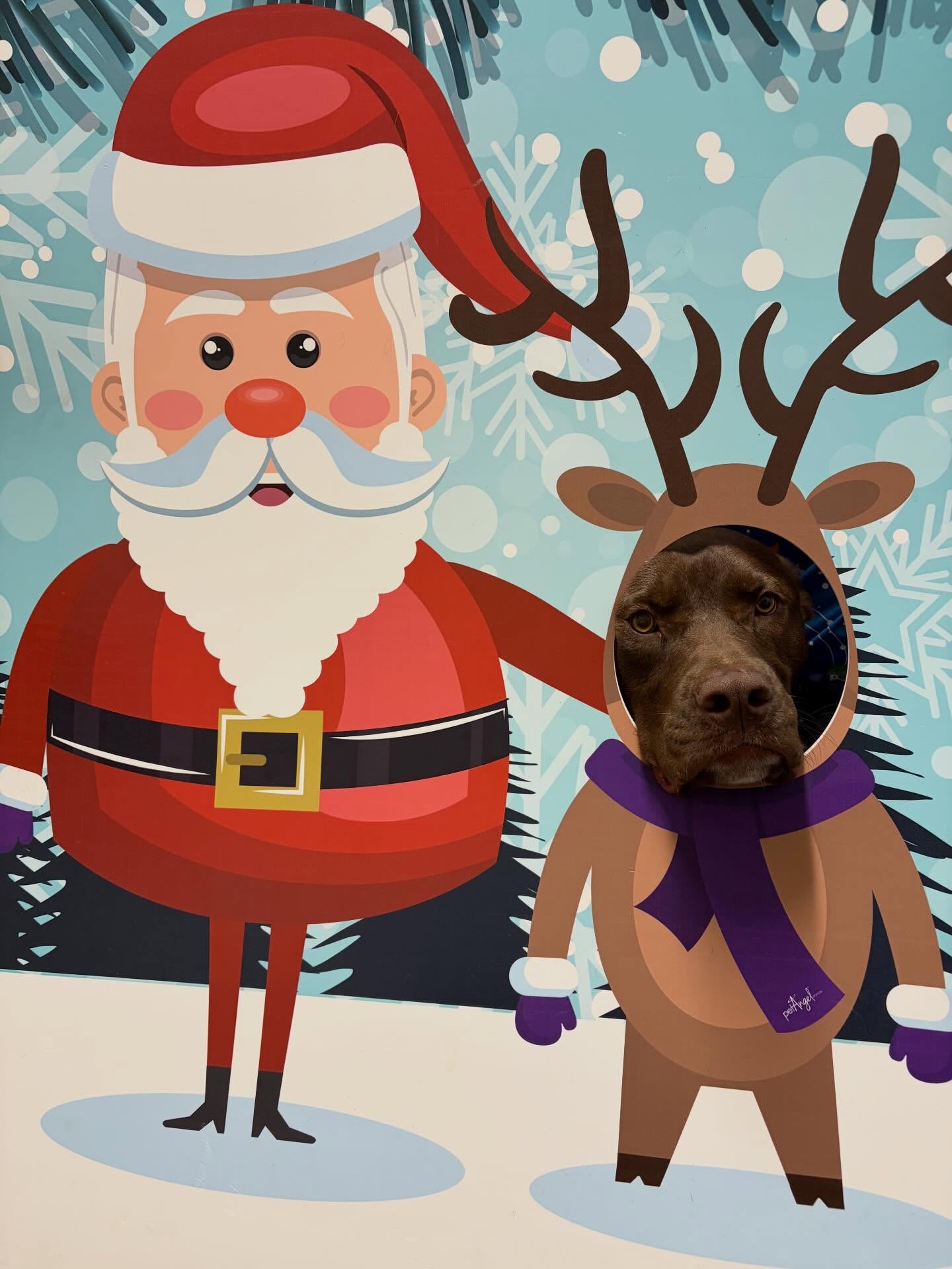 Santa’s helper Coco. ❤️