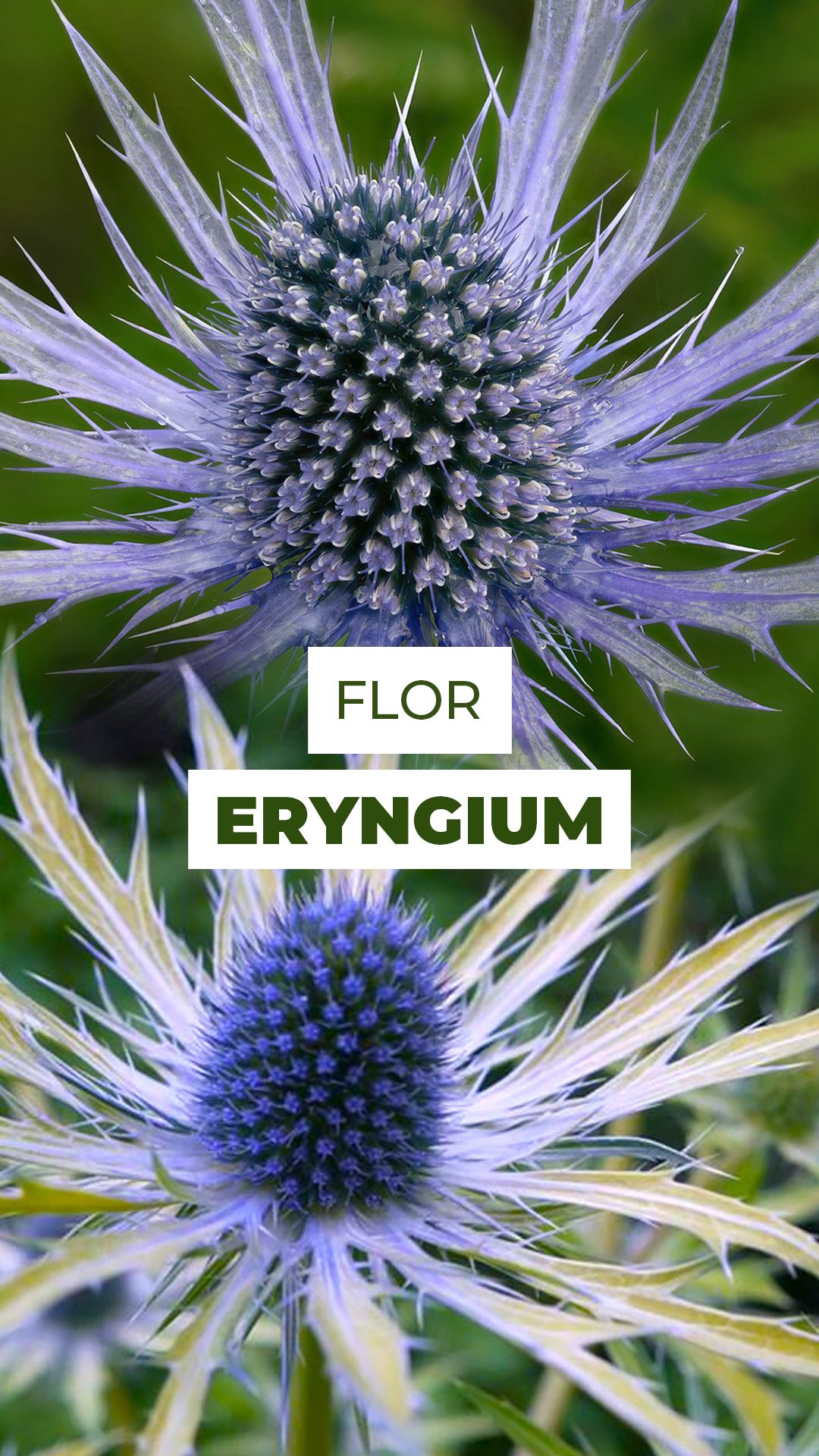 Prepare-se para conhecer o Eryngium. ✨💙
Com esse visual metálico puxado para o azul e formato que lembra uma estrela, ele chama atenção de longe!
Antiga, resistente e cheia de história, dura MUITO tempo em arranjos, mais de 10 dias com os cuidados certos, trocando água a cada dois dias e cortando a base da haste na diagonal.
E aí, já tinha visto um Eryngium de perto? 👇
Conta pra gente nos comentários!
#eryngium #florista #artefloral #flores #decor