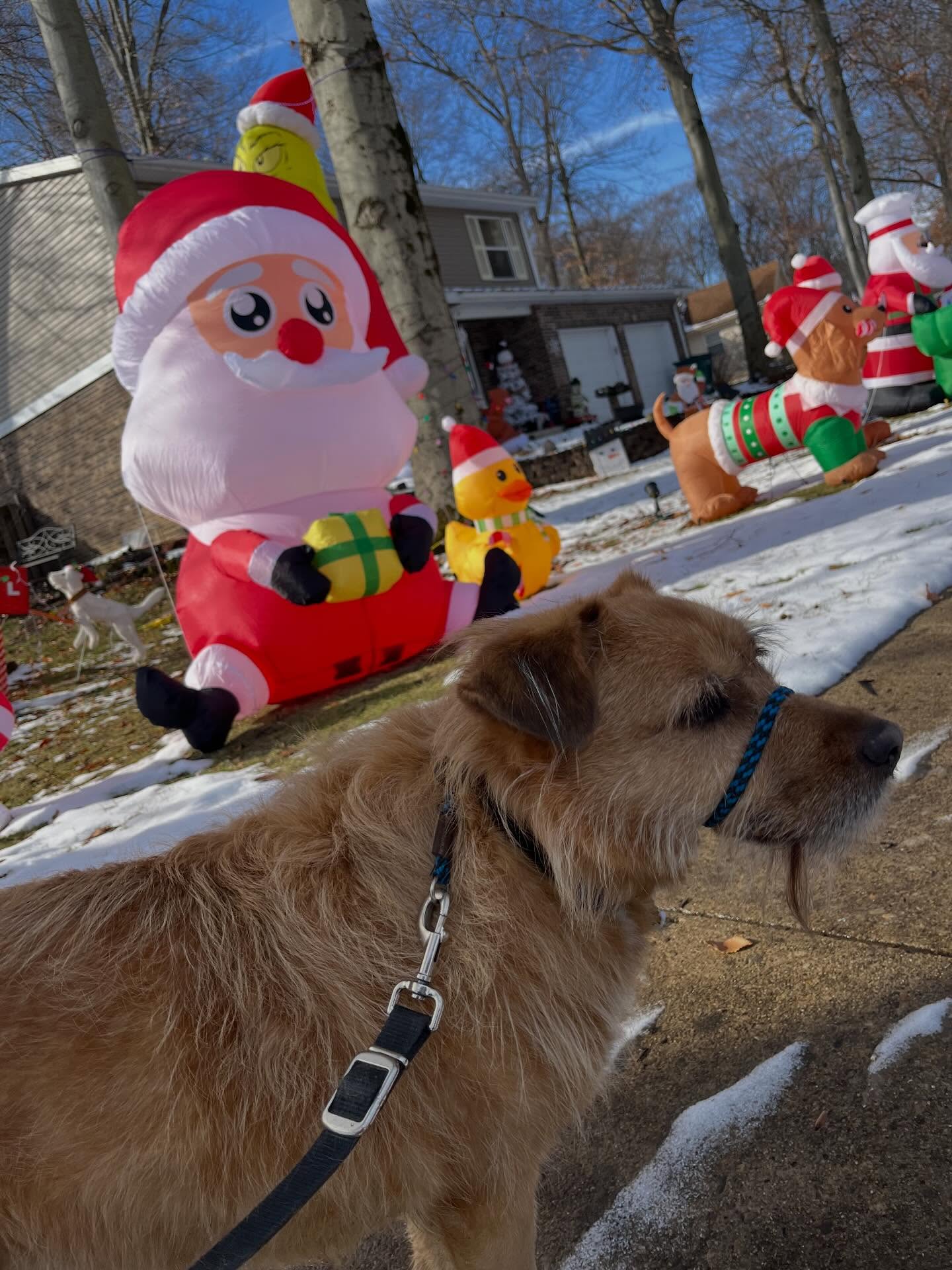 Is your furry family member ready for Santa Paws?! Poilu, Jules & Gus sure are!