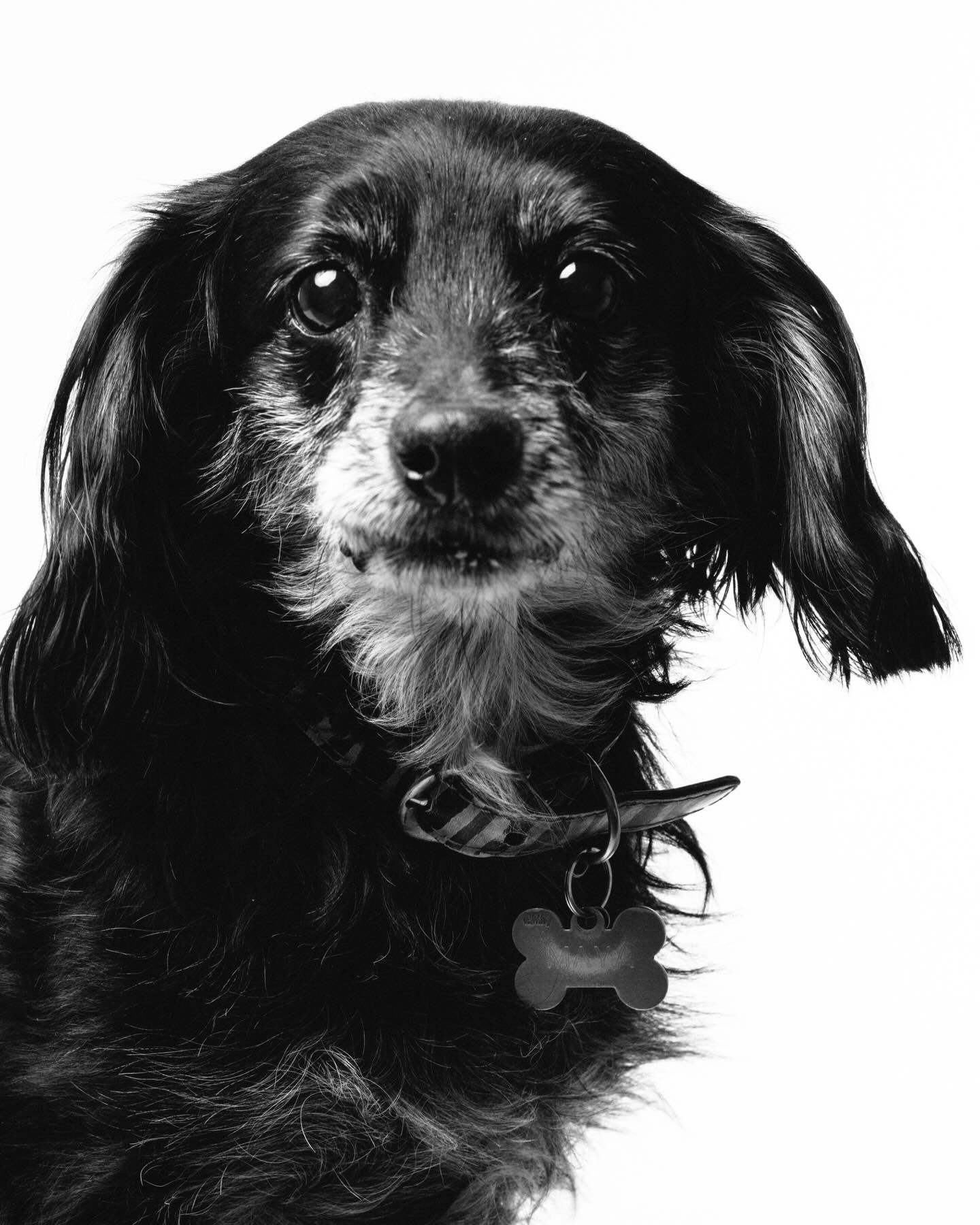 Me entusiasmé e hicimos otra sesión con la Maya de @augustaquinones de @thesimplelife.cl y las fotos quedaron increíbles!
#mascotas #retratomascotas @fujifilmx_cl_oficial