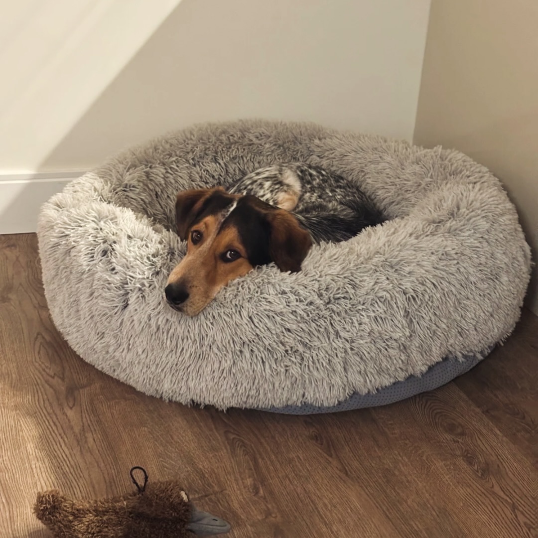 Your dog needs quiet moments just as much as adventures. ๐พ #WagWithWilliam #FearFreeTraining #PositiveReinforcement