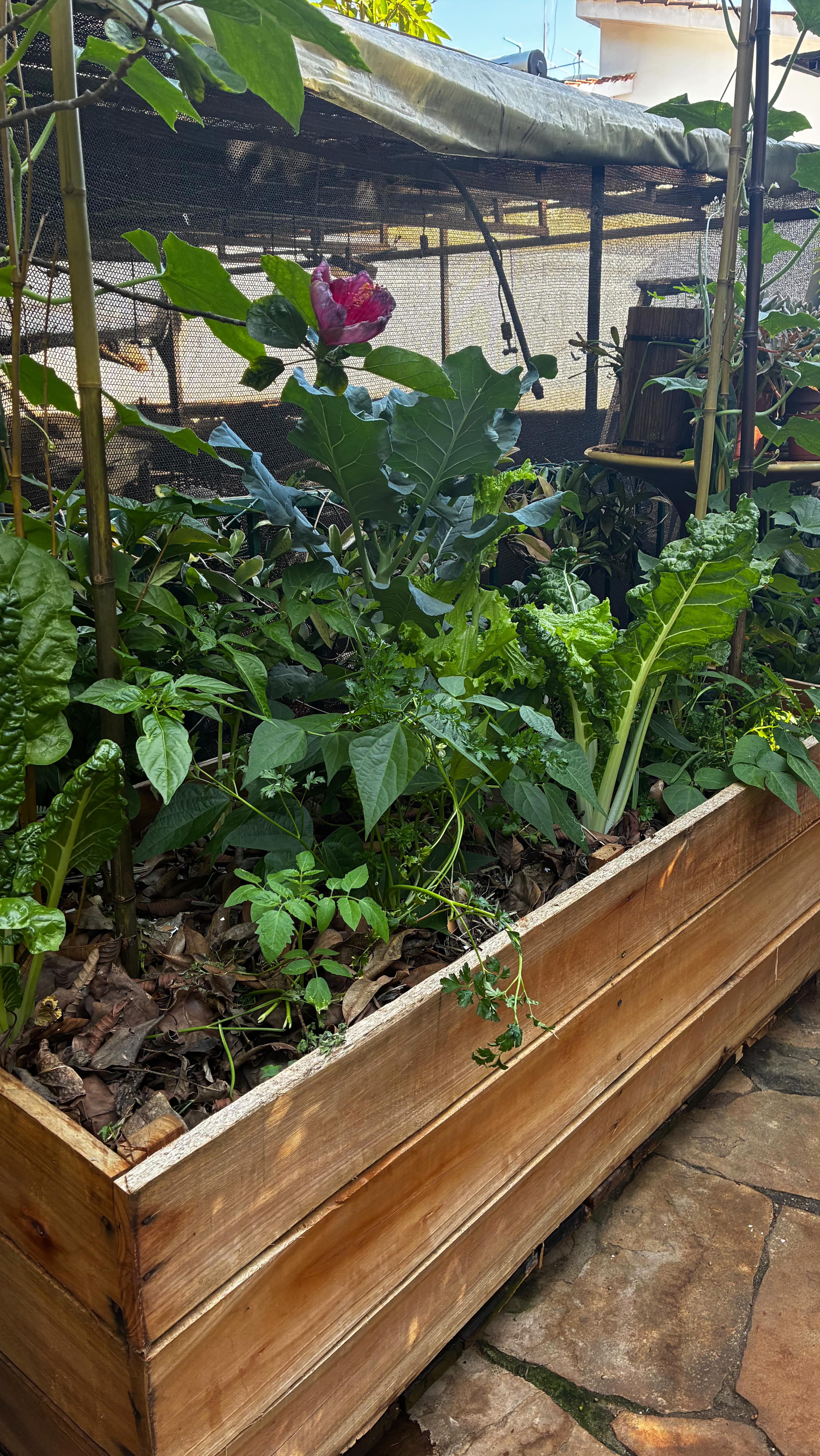 Super great follow-up with our client today! 🌿 🐝💦🌾🤞
We designed and set up a couple of veg boxes in early October, and it’s amazing to see how beautifully they’re coming along. The staff were so excited to share what’s growing, what they’ve been picking, and how well this mixed-crop system is working 😉
We walked through a few small adjustments to keep everything thriving, but honestly, seeing their enthusiasm and the progress on the ground is the best part. Here’s to more growth, more learning, and more abundance ahead! 🌿🪻🥬👣🙌🐝💦🤞
———————————————————————— #permaculture #permaculturedesign #harvestwater #buildsoil #regrowforest #foodforest #goldenhour #growyourown #homegardening #sustainableagriculture #sustainableliving #regenerativeagriculture #permaculturekenya #regenerativefarming #gardening #gardens #homegardens #lawnstogardens #homegardening #permaculturedesignfarm #permaculturegardens #kitchengardens #kitchengardener #landdesign #soilhealthmatters #vegetables #growyourown #organicgardeningmag #pollinators #blooms #companionplanting