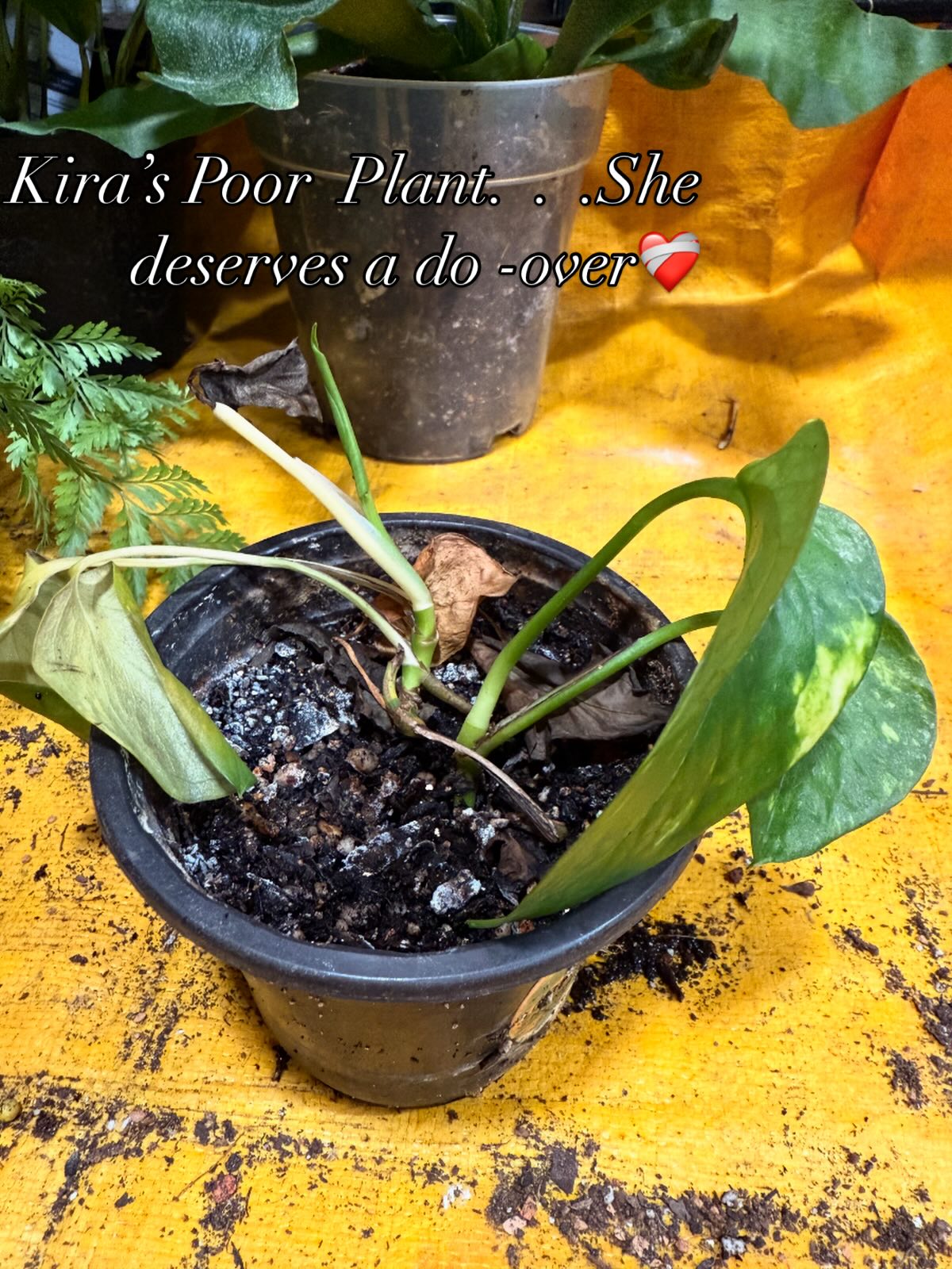 Kira wasn’t kidding when she said she’s no green goddess. The truth is, plant care journey is all about learning the ropes - 10% commitment and 90% patience. We want instant results, but good things take time. I admire Kira’s dedication to her plant baby. Unfortunately I had to return it to the prop station. I’ve marked it and will I’ll be keeping tabs on its progress. In the meantime, let’s give Kira another go, I’m quite confident she can master plant parenting and be a green thumb pro in no time!