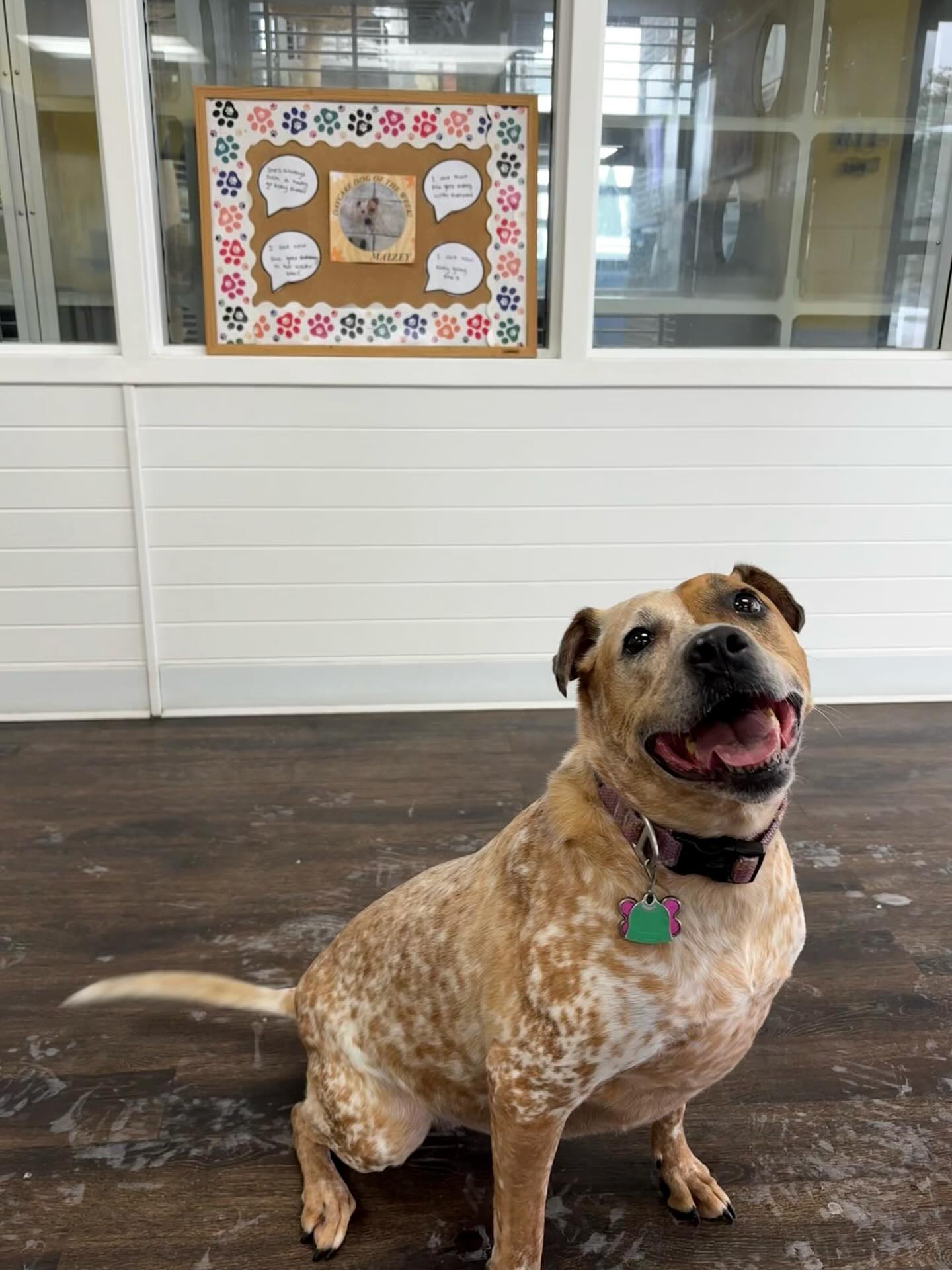Daycare Dog of the Week: MAIZEY! 🐾
Here’s what the staff loves about her:
🐾 “She’s always such a happy go lucky pupper”
🐾 “I love how she goes swimming in her water bowl”
🐾 “I love that she gets along with everyone”
🐾 “I love how easy going she is”
#DogOfTheWeek #DaycareDogs
