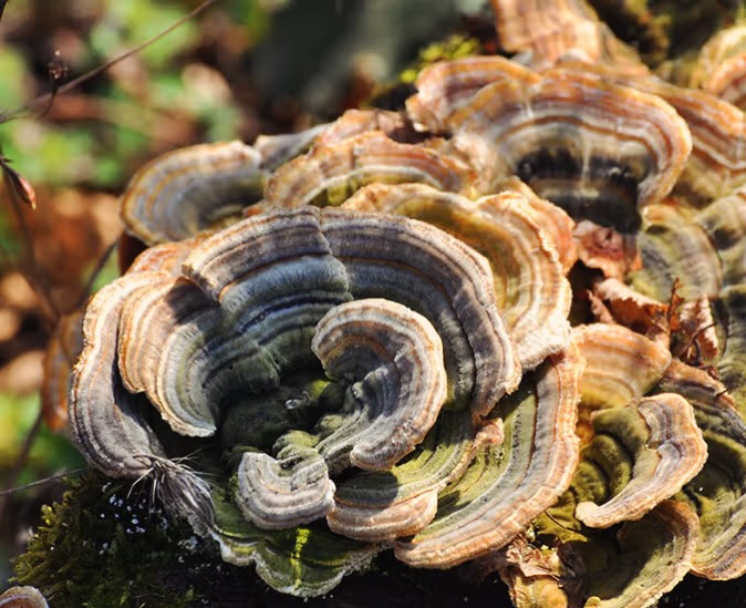 Support the Petition to Protect Medicinal Mushrooms! 🍄
Hey lovely people - the herbal community needs your help to protect your access to some pretty kick-ass shrooms.
We are urging Parliament to reform the EU Novel Foods Regulation, which currently bans traditional adaptogenic mushrooms like turkey tail and cordyceps, despite their safe use in Asia for centuries and of course, professional practice.
Why This Matters:
- Consumer Choice: These regulations restrict access to natural health products that have supported wellness for generations.
- Cultural Inclusivity: They favour European dietary customs while sidelining valuable global traditions.
- Unfair Barriers: Small businesses face unjust obstacles, limiting your freedom to choose safe, time-tested remedies.
Key Points:
1. The 1997 cutoff date is arbitrary and ignores centuries of safe use.
2. Alcohol and tobacco, known to be harmful, are permitted while beneficial mushrooms face restrictions.
3. These two traditional mushrooms are well-researched, with 3,884 documented studies on PubMed alone, highlighting their immune-supporting benefits and overall vitality.
Your Signature Matters! And if every one of you signed it would be hard to ignore.
By signing (and sharing the petition), you advocate for fairness, autonomy, and evidence-based policies that respect both scientific research and traditional knowledge. Help us reclaim access to natural health options for you! 🤘
👉 Sign the petition now: see the link in our bio
Together, we can ensure that everyone has the right to choose their wellness journey! 🌱✨