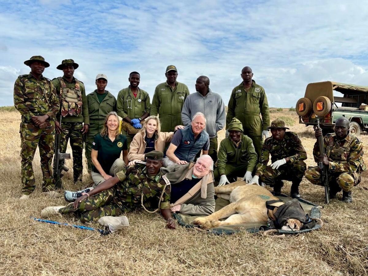 A Big Morning for Lion Conservation at Loisaba 🦁📡
This morning, in collaboration with Kenya Wildlife Service (KWS), @lionlandscapes, and @tusk_org, a female lion was successfully fitted with a satellite collar at Loisaba.
The collar will allow our teams to continue monitoring lion movements, behaviour, and landscape use — critical data that helps us reduce human–wildlife conflict, protect prey species, and ensure lions and communities can thrive side by side.
We were also honoured to have Tusk Ambassador @johncleeseofficial join us for the collaring. His presence and support highlight the importance of coordinated conservation initiatives across Laikipia and beyond.
A huge thank you to our partners, vets, rangers, and researchers for their expertise and teamwork. Collaboration like this is what makes long-term conservation success possible. 💚
#Loisaba #LionConservation #KWS LionLandscapes TuskTrust JohnCleese ConservationInAction Laikipia Coexistence