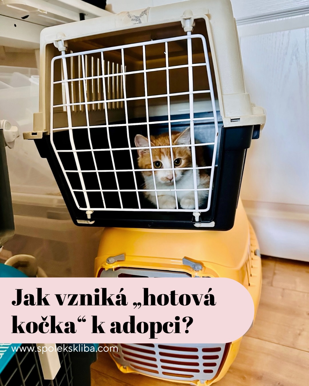 Co se děje, když k nám přijde kočka? 🐈⬛ 🧑⚕️
(aneb Šklíbin přijímací turbo-proces 😅)
Hodně lidí si myslí, že přijetí kočičky do útulku vypadá asi takhle: „Dobrý den, tady je kočka.“ → „Super, tady je pokojíček.“ Kdyby to tak bylo, máme dovolenou do konce života. 😂
Realita je trošku… šklíbovatější:
🩺 1) První prohlídka
Hned zjišťujeme:
• blechy, klíšťata, svrab 🐜
• zoubky a jejich náladu 🦷
• rány, teplotu, případné „co to sakra je?“ momenty 😅
A pak řešíme, jestli to zvládneme sami, nebo jedeme rovnou maraton veterin 🏥.
💉 2) Kdyby přišla zdravá kočka…
…bylo by to jako vyhrát loterii. Ale teoreticky by následovalo: očkování, odčervení, testy FIV/FeLV, kastrace, čip. A pak hurá do adopce! 🥳 Kéž by to tak bylo u všech. Bohužel — většinou není. 😪
🏥 3) Veterinární kolečka
Zábava v praxi:
• krevní testy
• koprologie (ano, profesionálně zkoumáme bobky 💩😂)
• antibiotika
• rentgeny
• občas operace, občas hospitalizace
A my mezitím běháme jako postavy v počítačové hře na nejvyšší obtížnost.
🌿 4) Naše kočičí alchymie
Každá kočka u nás dostává přírodní podporu:
lososový olej 🐟, kvasnice, kelpu, spirulinu, probiotika, bylinky na nervy (hlavně jejich… občas naše 😅).
Každý má vlastní mix, dokud nemůže bezpečně mezi ostatní.
🏡 5) A pak? Adopce!
Kromě kočky od nás dostanete i „návod k použití“ 😂📘
— které doplňky použít a jak jí udržet zdravou a spokojenou
Chceme, aby odcházely v perfektní kondici a vy věděli, jak o ně dál co nejlépe pečovat ❤️.
Dáváme do toho maximum — protože každá kočka si zaslouží svou šanci. A my ji nedáme z ruky, dokud není úplně, ale úplně připravena 💛
Terka ze Šklíby 🐾