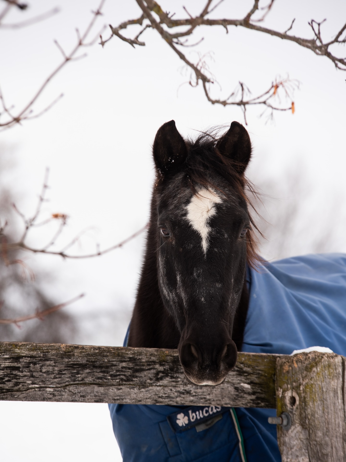Walsh 💙
#tufftherapeuticridingfoundation #tufftherapeuticriding #tuffhorses