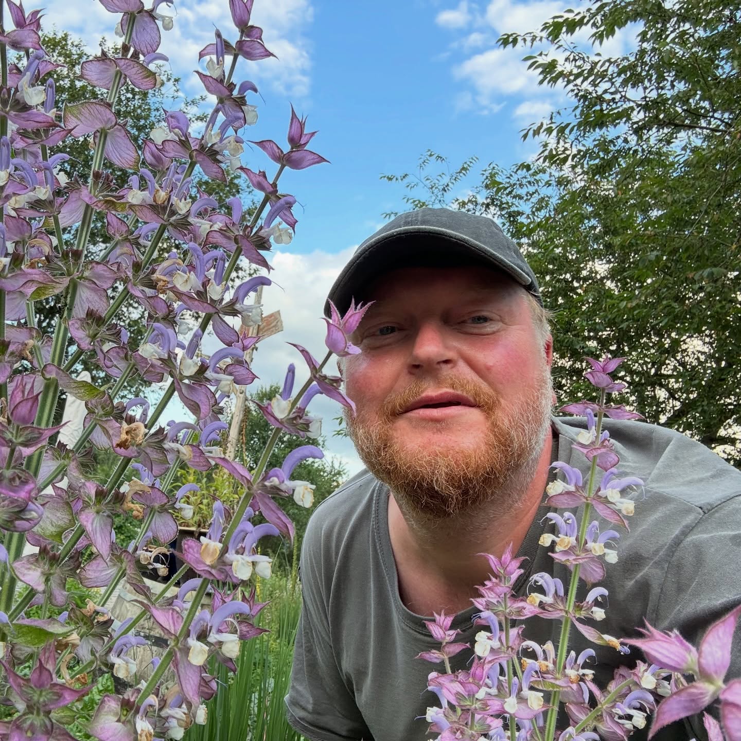 Muskatteller-Salbei (Salvia sclarea) blüht im zweiten Jahr und duftet schwer zitronig aber zugleich auch nach Ziegenbock. Ein verstörend uneindeutiger Geruch. Als Tee genossen kann er bunte Träume begünstigen. Gut für ein strukturstarkes Gartendesign. Gibt sonnigen Orten im Sommer einen schweren Duft.