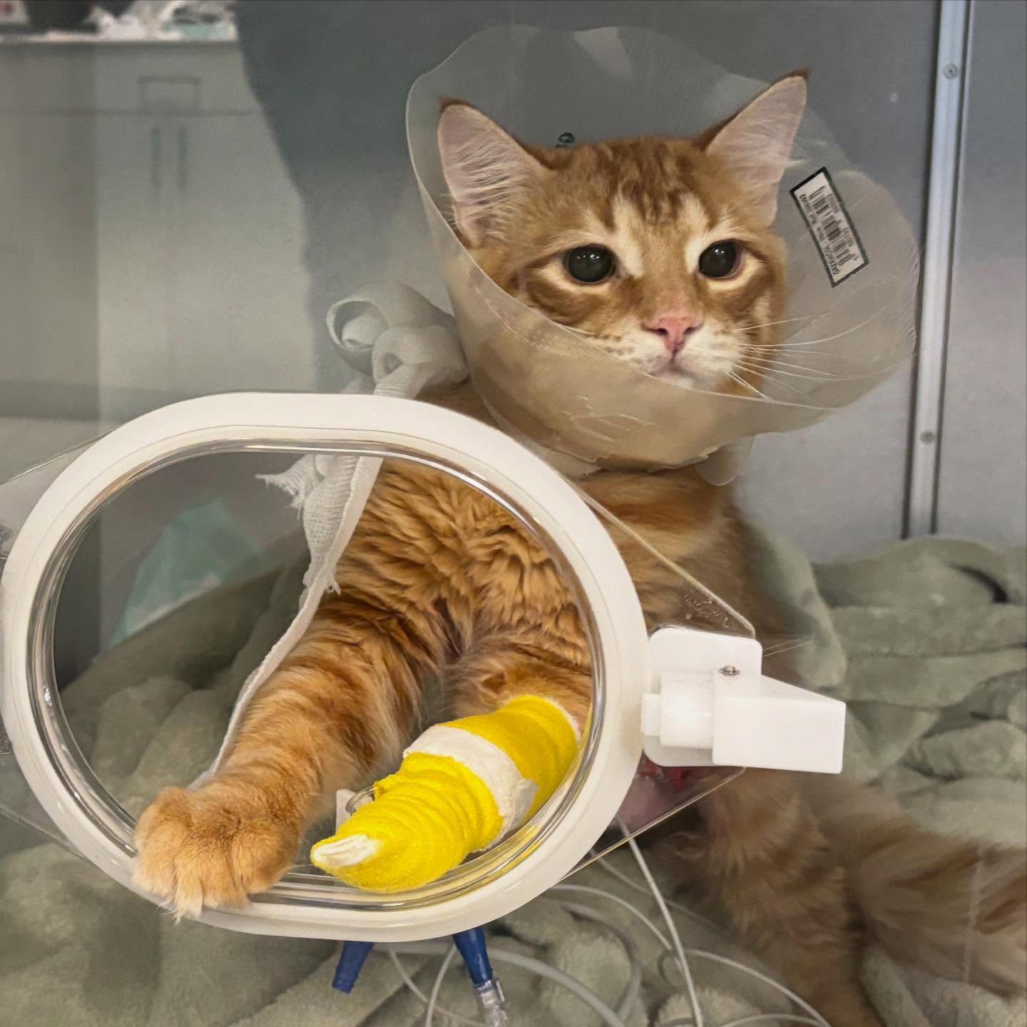 Seven month old cat with a congenital peritoneopericardial diaphragmatic hernia (PPDH). The right middle and quadrate lobes of the liver, alongside the gallbladder, were entrapped within the cats pericardium.
According to Seibert et al., (JAVMA 2020) 83% of cats with PPDH had ductal plate malformations which can impact long-term health so a biopsy of a non-herniated liver lobe was taken during surgery.