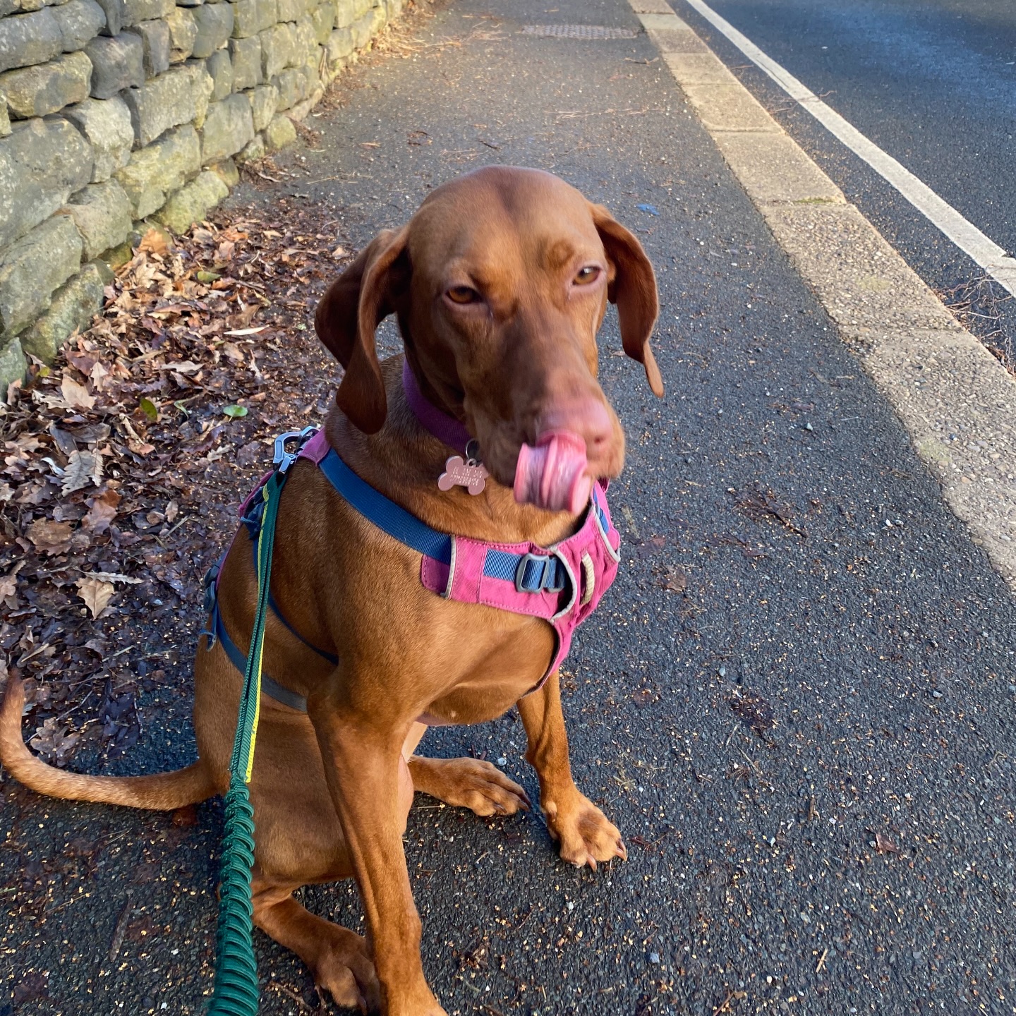 💙💙
#dogsofinstagram #sheffieldbusiness