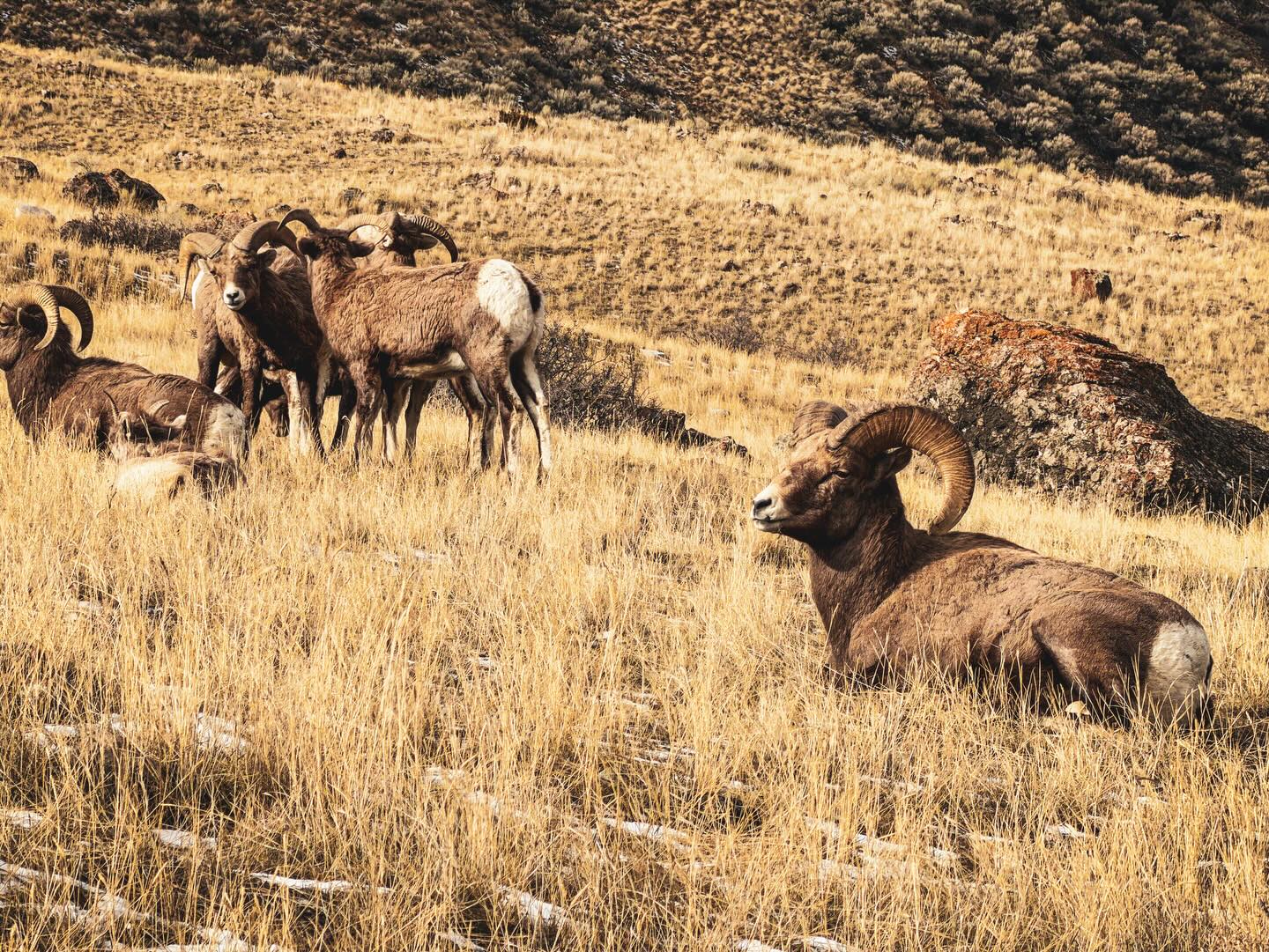 No matter how many times we go, it’s always fun to take our family and friends to Yellowstone! And every time my parents visit, we head out there before sunrise so we can see the animals.