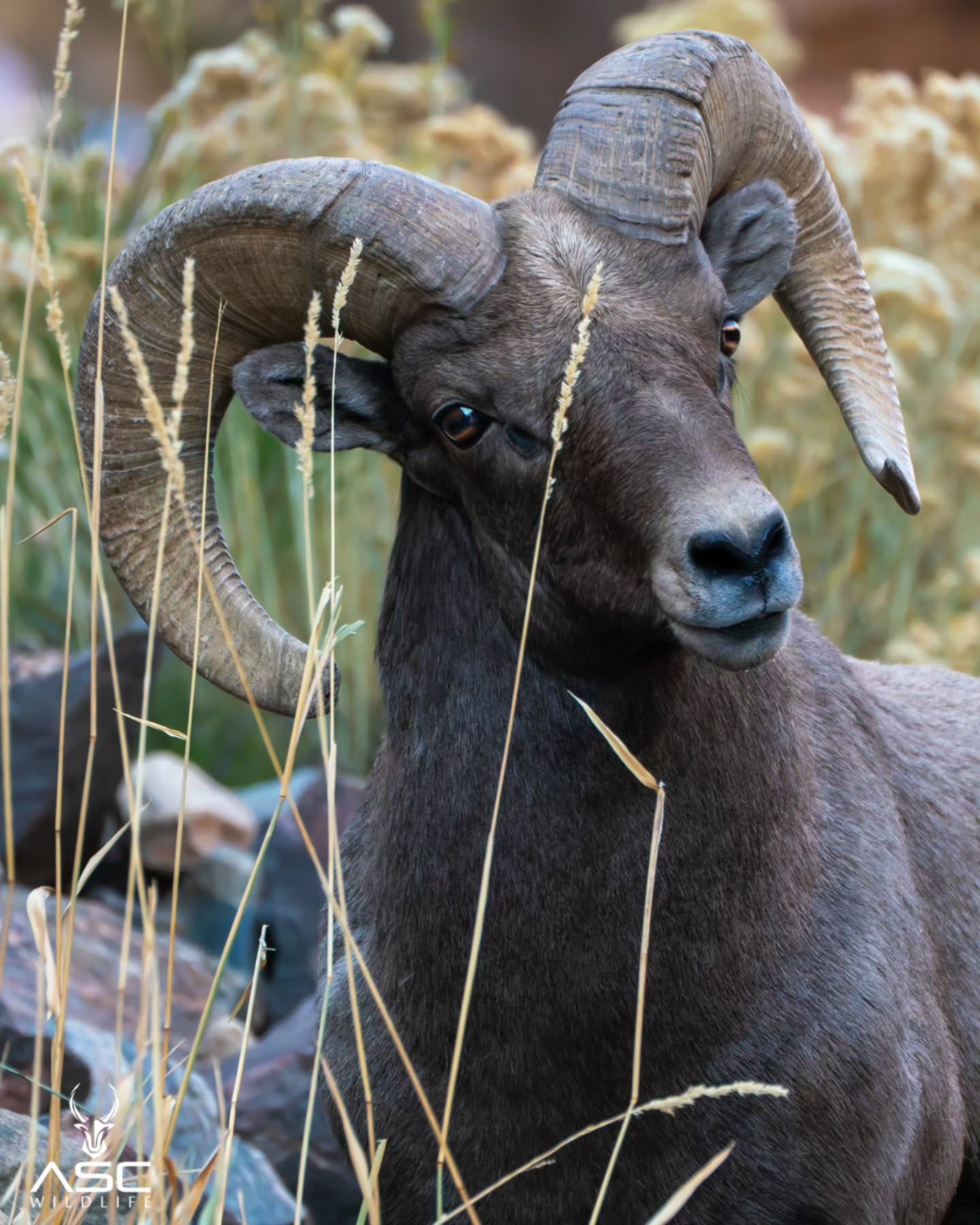 Handsome Ram giving the staredown. They can move so fast and yet stay still for so long. This guy wanted to chase a Ewe across the river but was waiting for the right moment.
Photography by @ascwildlife
.
.
.
#wildlifephotography #bighornsheep #ram #colorado #wildlife