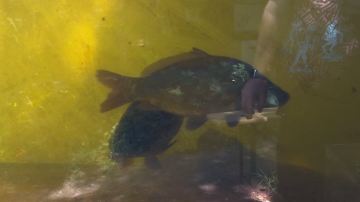 Eine gute Art, Wasser zu führen.
Aus dem Weiher entnommen, wird das Wasser in ein großes Aquarium geleitet, in dem zwei Karpfen lebten. Von dort fließt es weiter in ein kleineres Becken mit einheimischen Wasserpflanzen und anschließend über eine Rinne und fallend entlang von Eisenstäben zurück in den Weiher.
Der Aufbau zeigt ein geschlossenes System, in dem Wasser als gestalterisches und technisches Element in Bewegung bleibt.
Das Plätschern entlang der Rinne und der Stäbe macht den Fluss hörbar und verbindet die Ebenen räumlich und akustisch.
Die Karpfen wurden nach der Haltung zu feinem Karpfenschinken verarbeitet – so schließt sich der Kreislauf vollständig.
Für mich: eine einfache, überzeugende Art, Wasser zu führen.