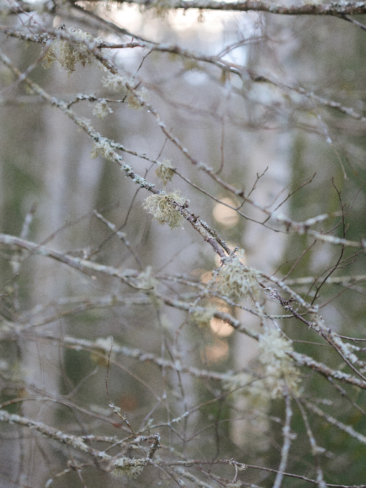 Quiet days 🤍
-
#december #estoniannature #stillness