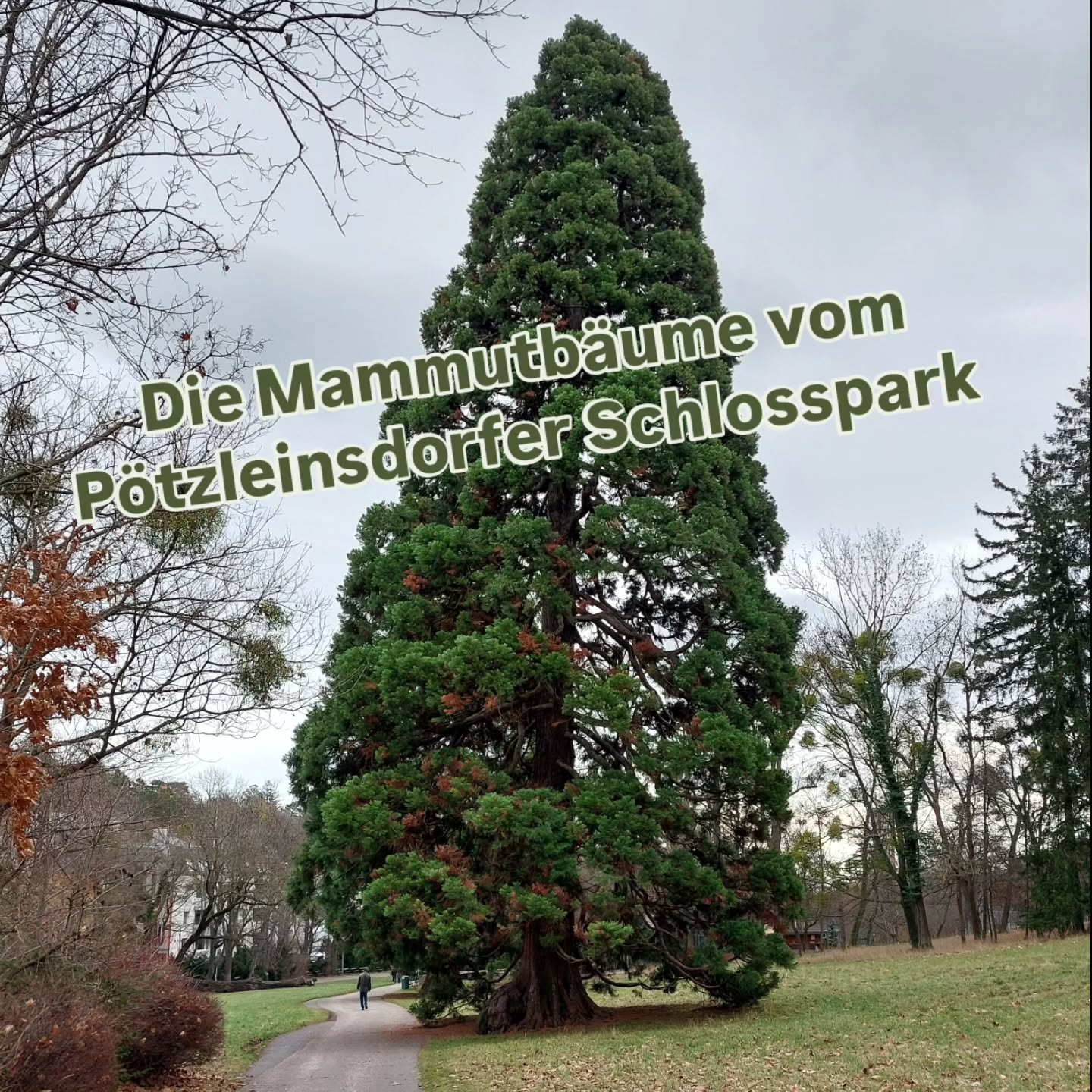 Auf Besuch bei den Mammutbäumen vom Pötzleinsdorfer Schlosspark.
🌲 3 Riesen stehen hier.
2 große... ungewissen Alters. Einer aus 1983.
#pötzleinsdorferschlosspark #mammutbaum #sequoiadendrongiganteum #baumschätze #naturdenkmalwien #naturdenkmal #baumriesen #verenas_pflanzentanz #pflanzenbegegnungen #bäumeinwien #wienerparks #grüneswien #stadtbäume